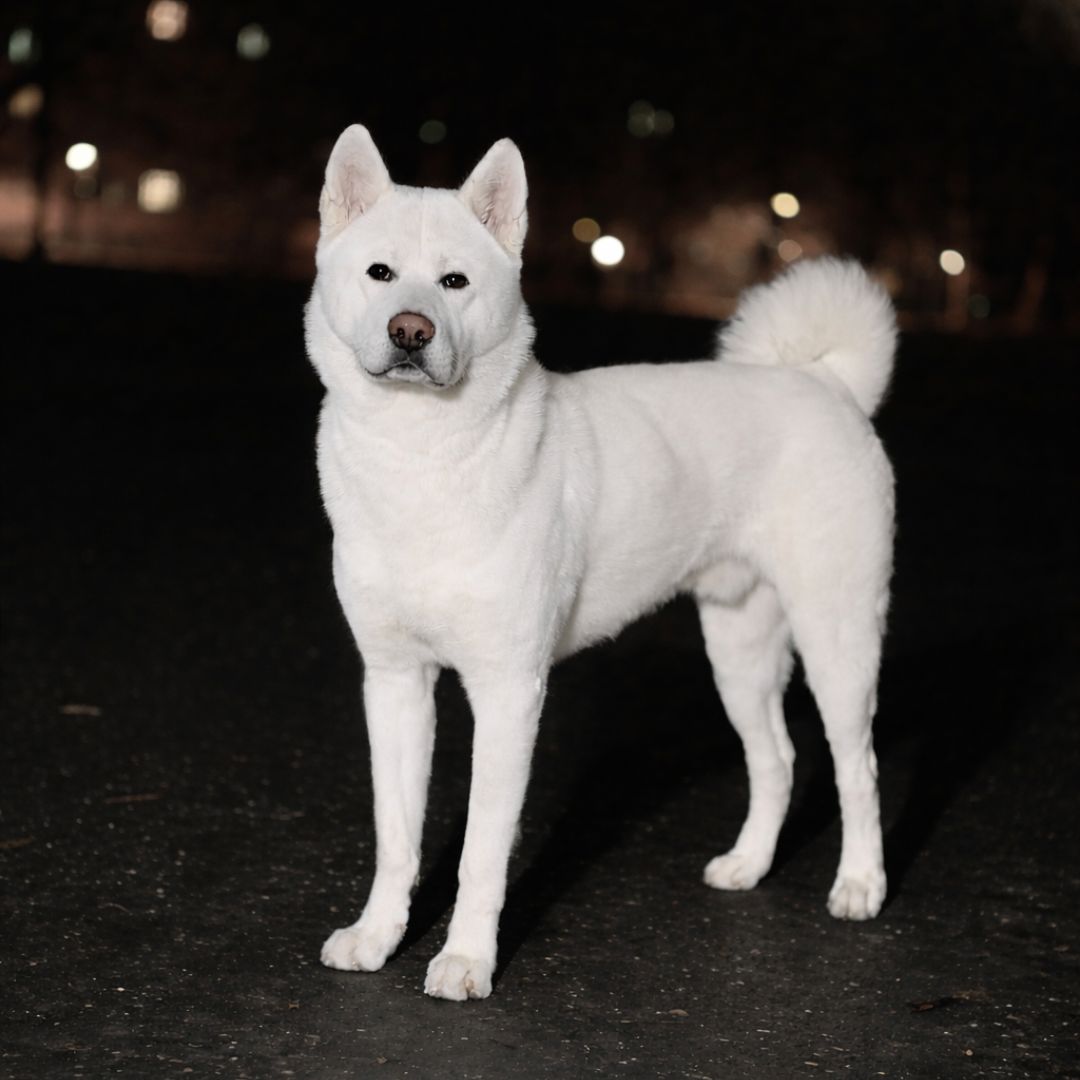 Soutěžní fotografie - Shiro,  Akita