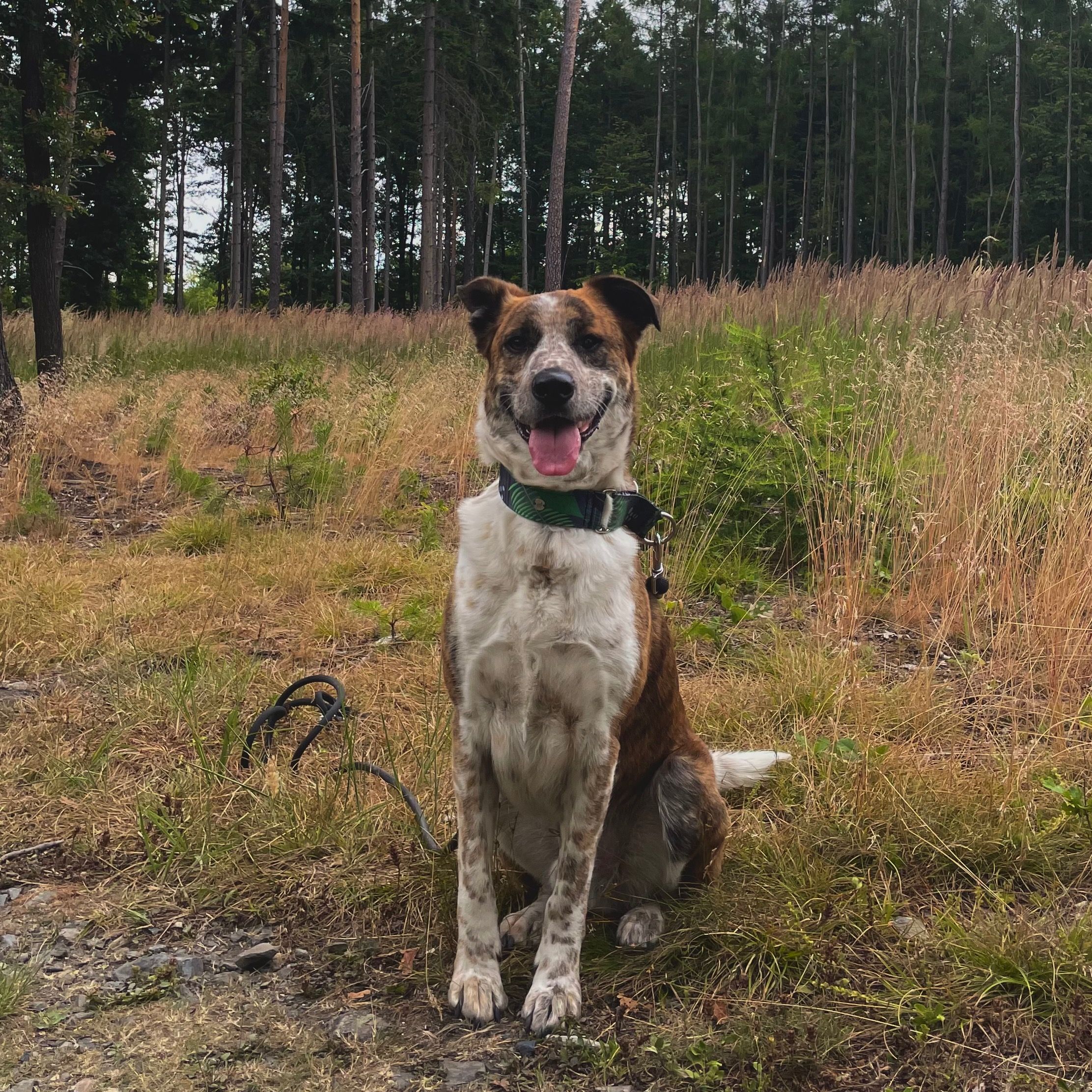 Soutěžní fotografie - Patrick,  Ostatní