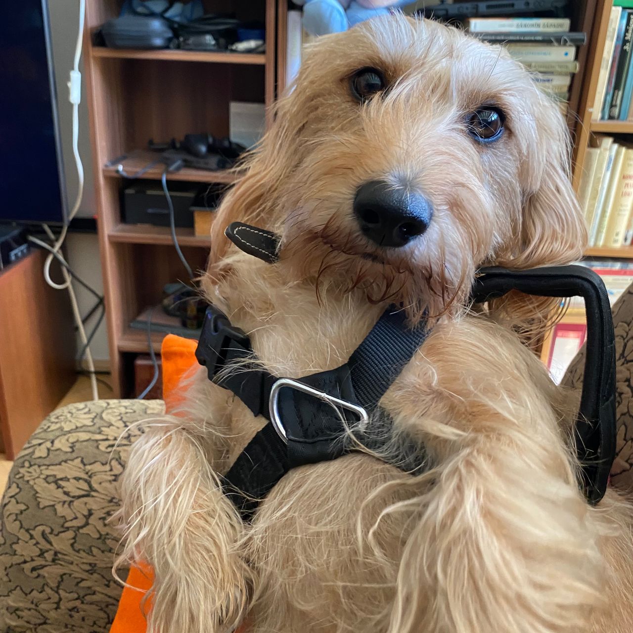 Soutěžní fotografie - Lucky,  Ostatní