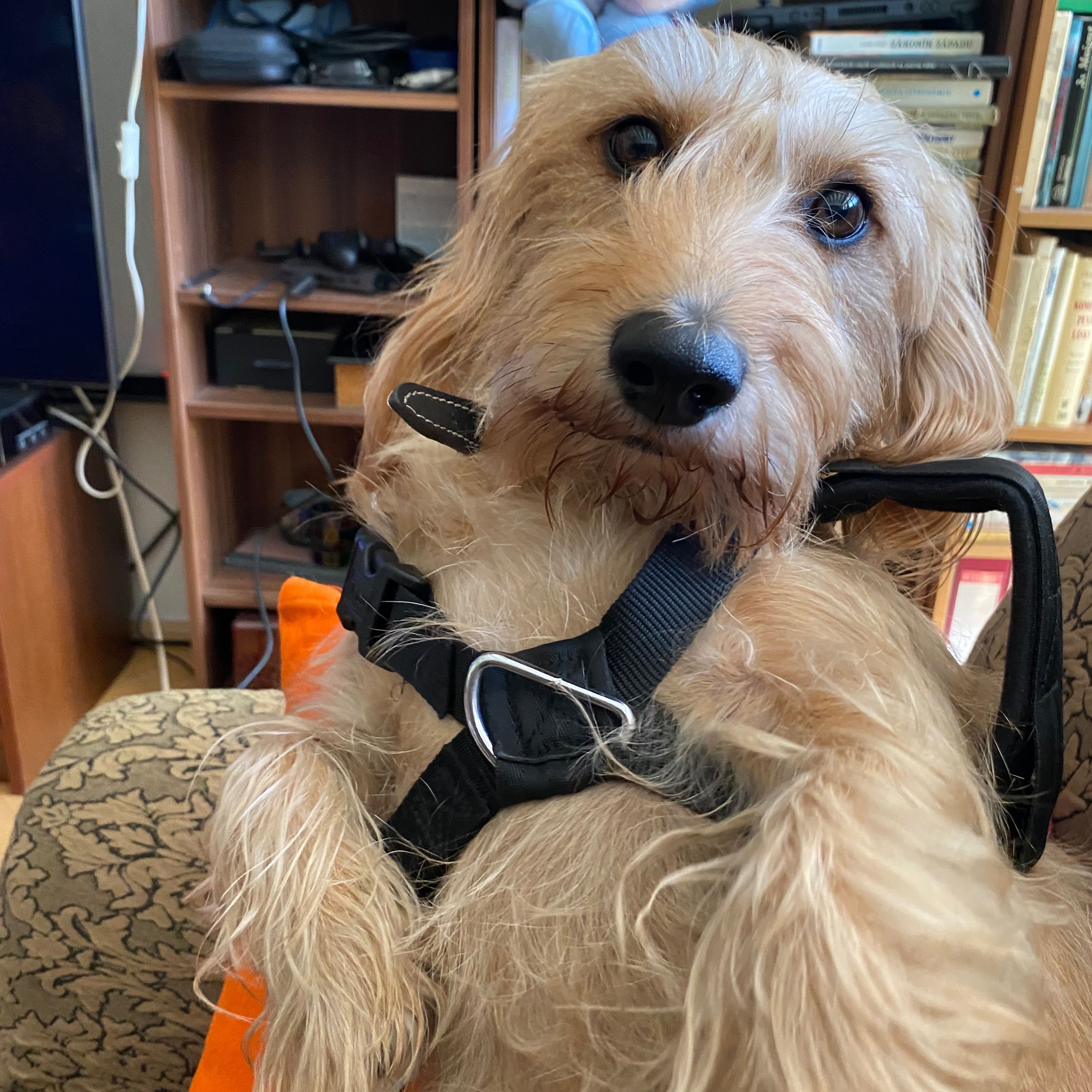 Soutěžní fotografie - Lucky,  Ostatní