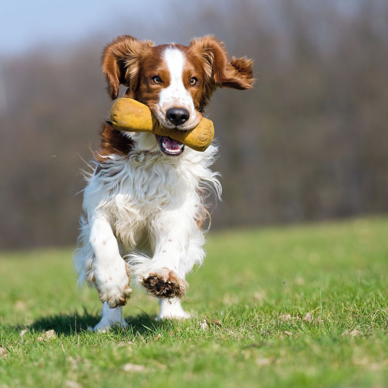 Soutěžní fotografie - Forest,  Welššpringršpaněl