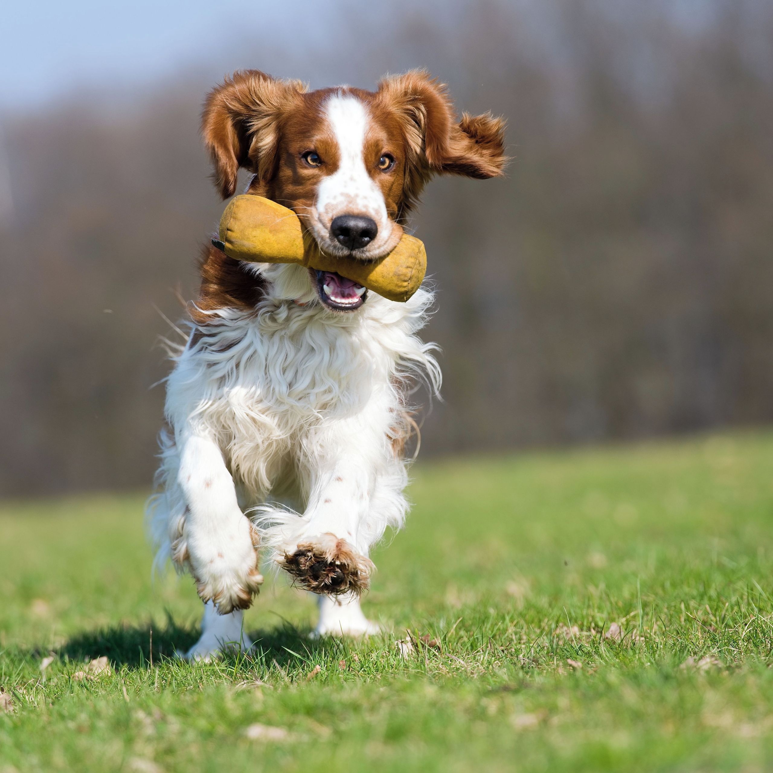 Soutěžní fotografie - Forest,  Welššpringršpaněl