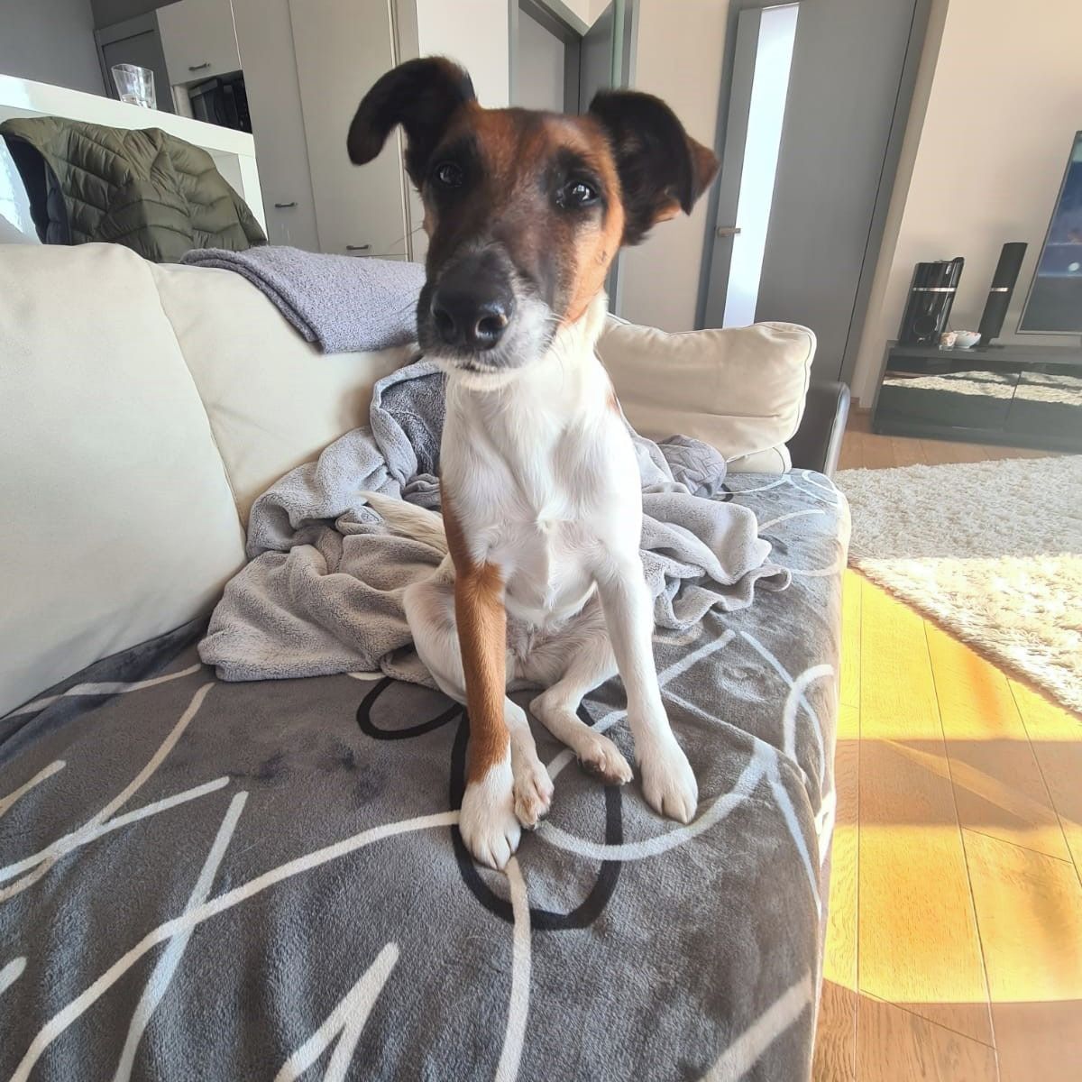 Soutěžní fotografie - Ája,  Foxterier hladkosrstý