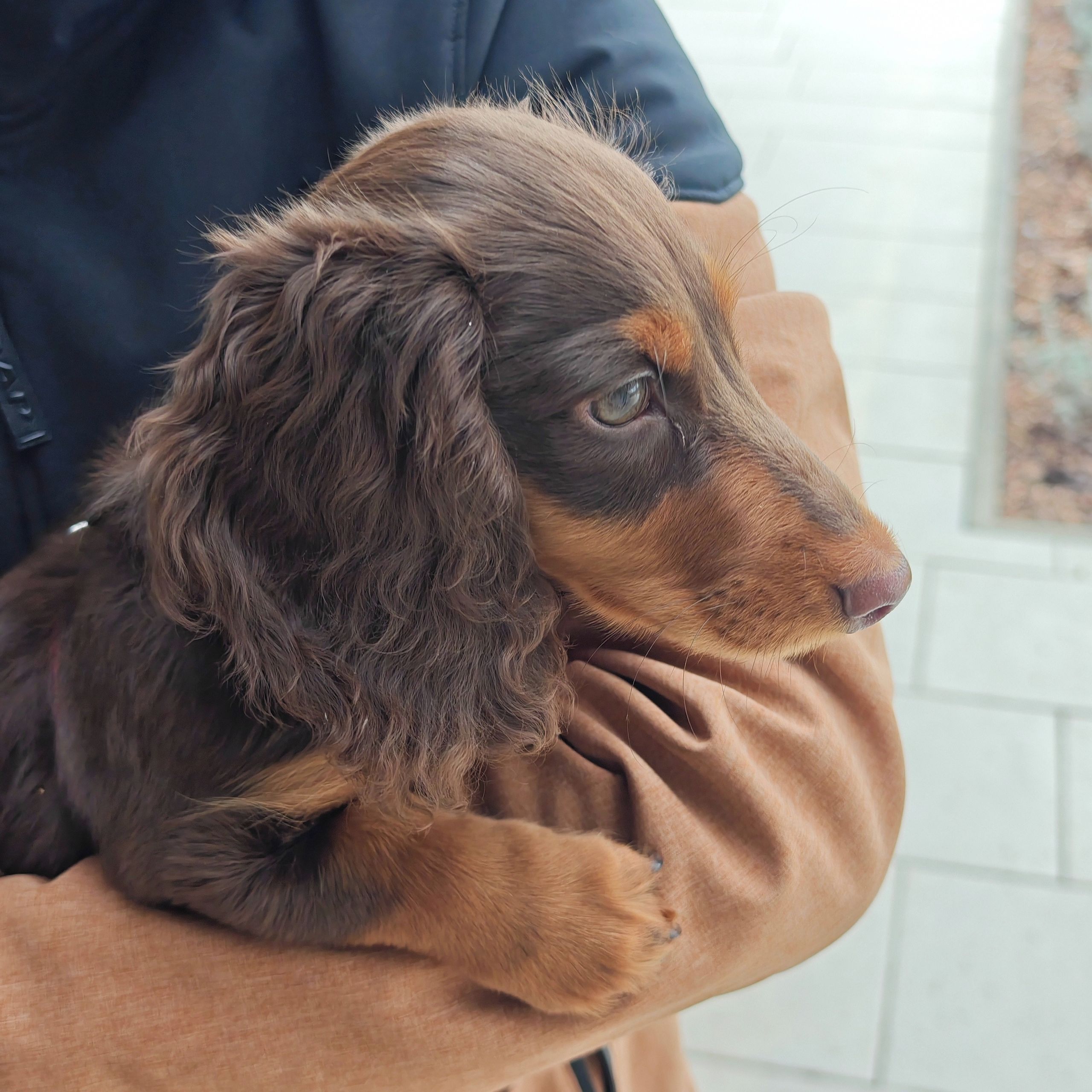 Soutěžní fotografie - Falco,  Jezevčík