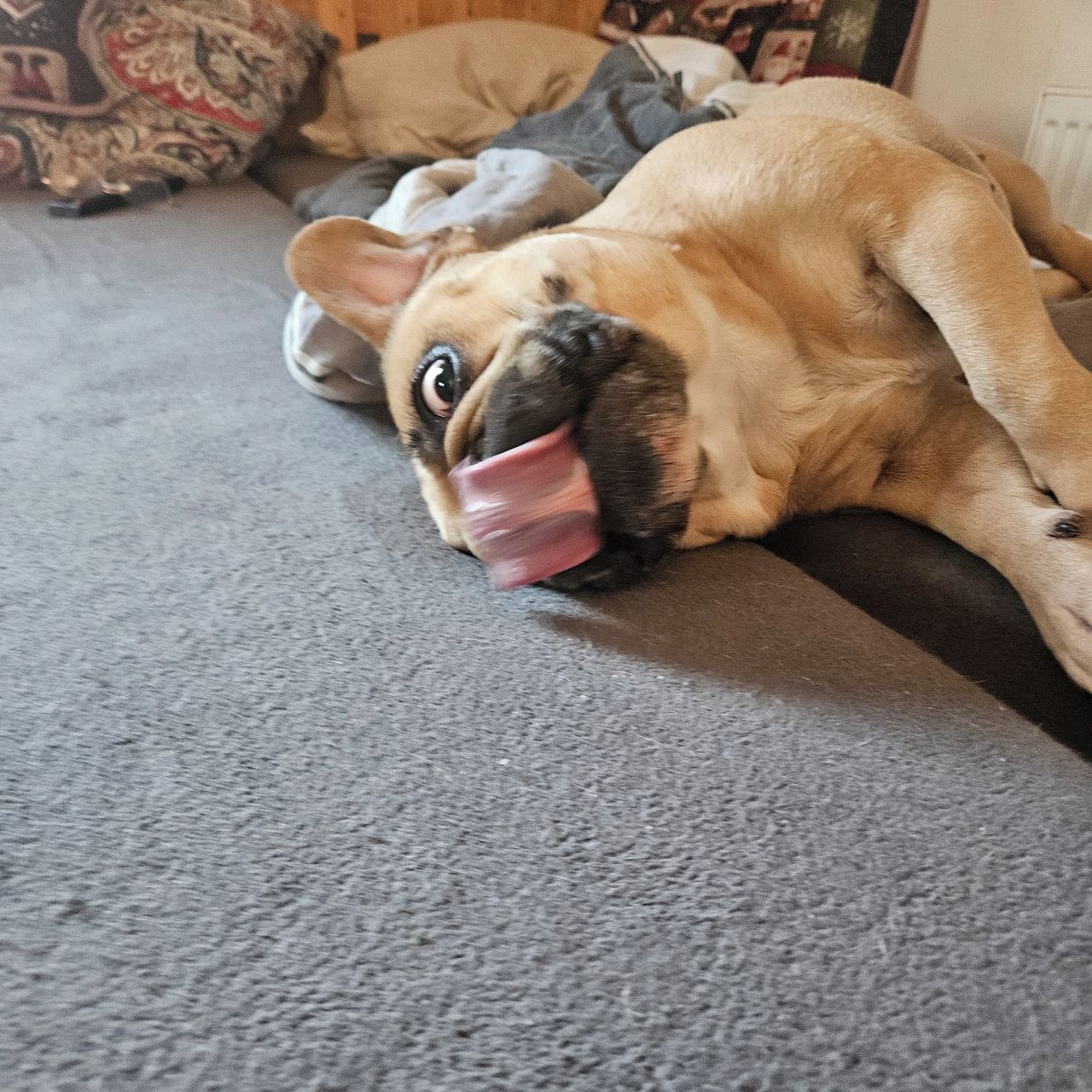 Soutěžní fotografie - Huberta,  Francouzský buldoček