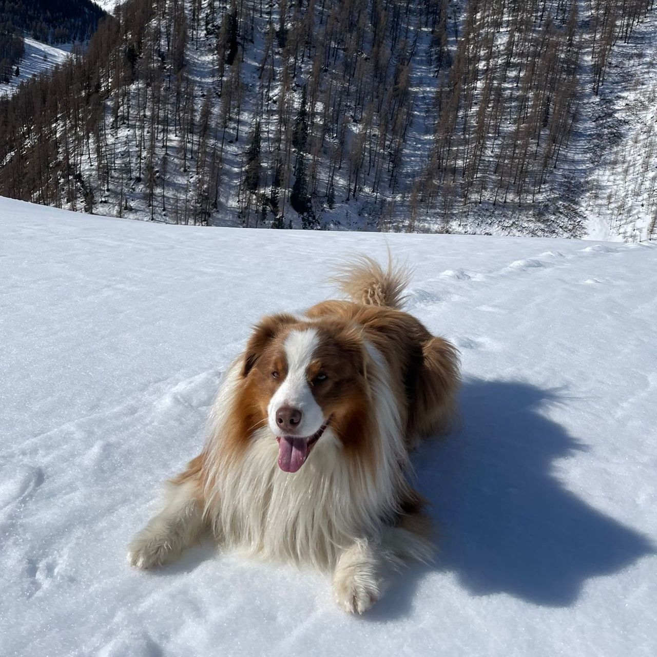 Soutěžní fotografie - Gucci,  Australský ovčák