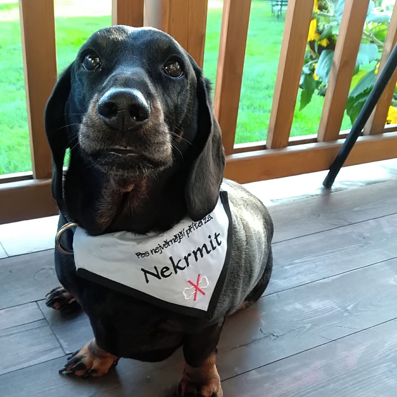 Soutěžní fotografie - Kajda,  Jezevčík