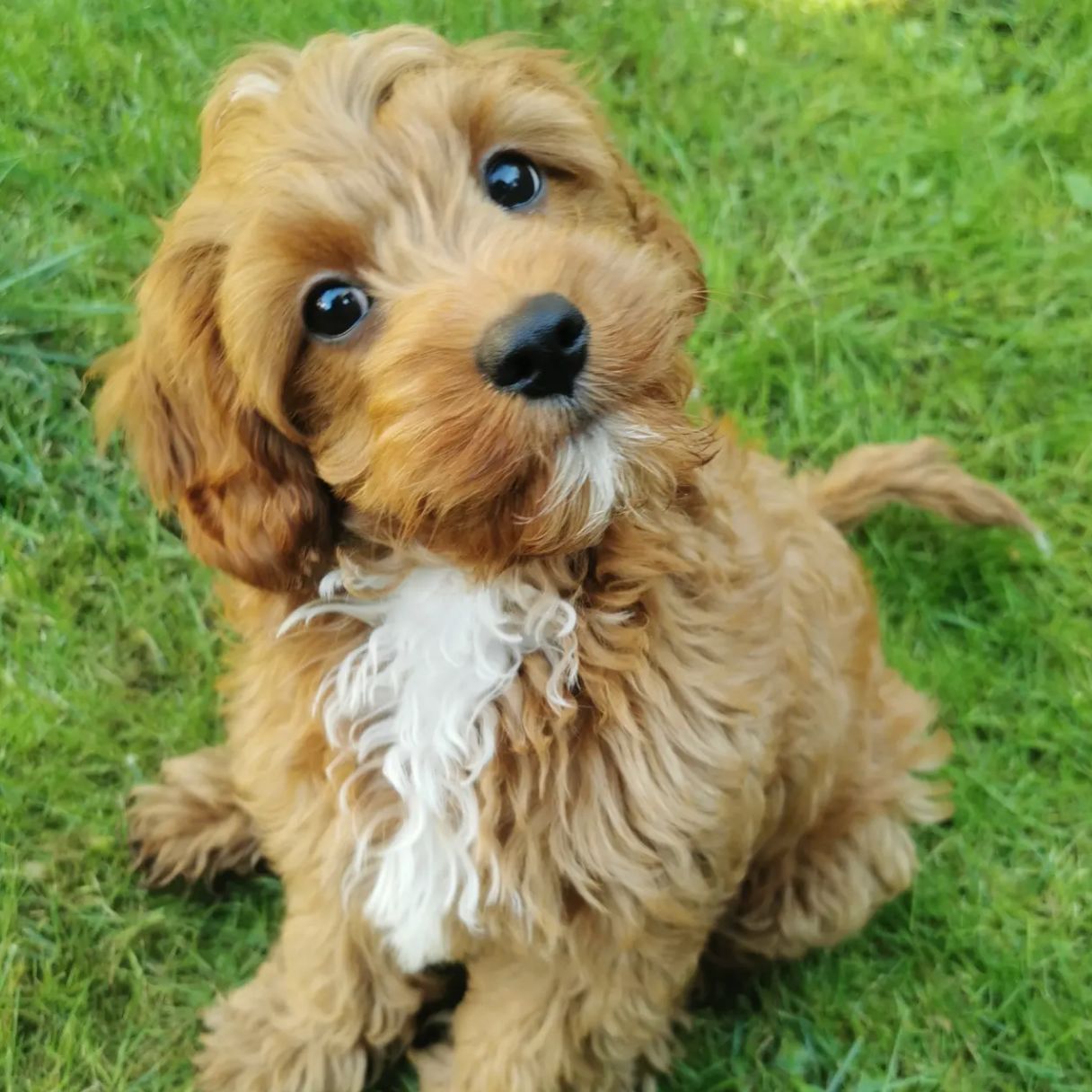 Soutěžní fotografie - Mars,  Kavalír King Charles španěl