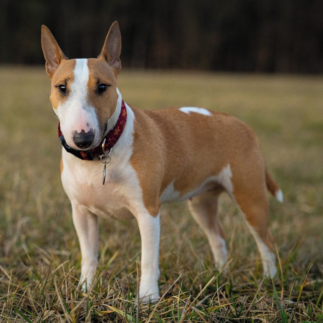 Soutěžní fotografie - Meda,  Miniaturní bulteriér