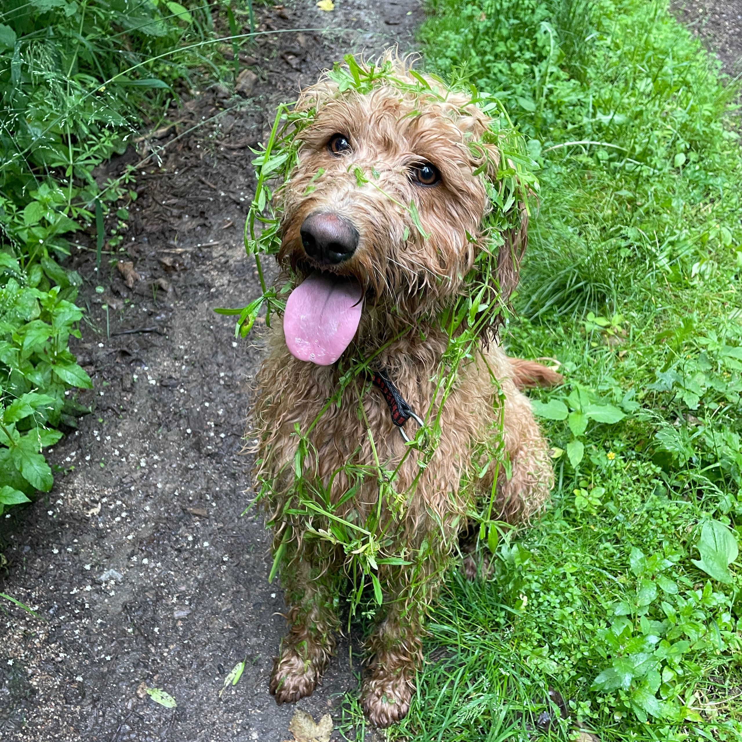 Soutěžní fotografie - Amy,  Pudl