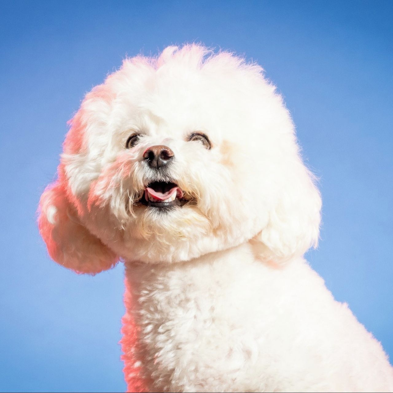 Soutěžní fotografie - Jessinka,  Bišonek