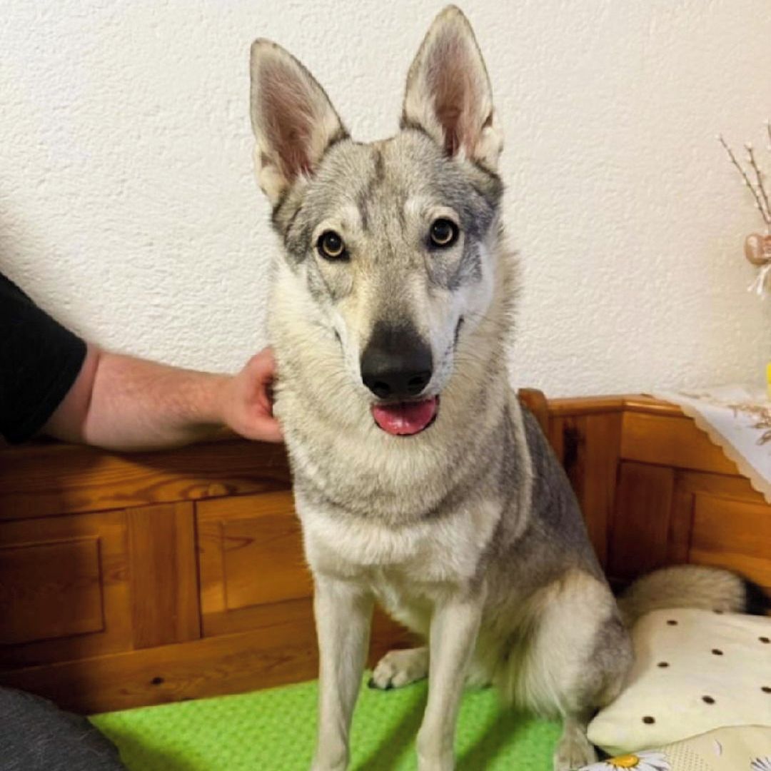 Soutěžní fotografie - Syrax,  Československý vlčák