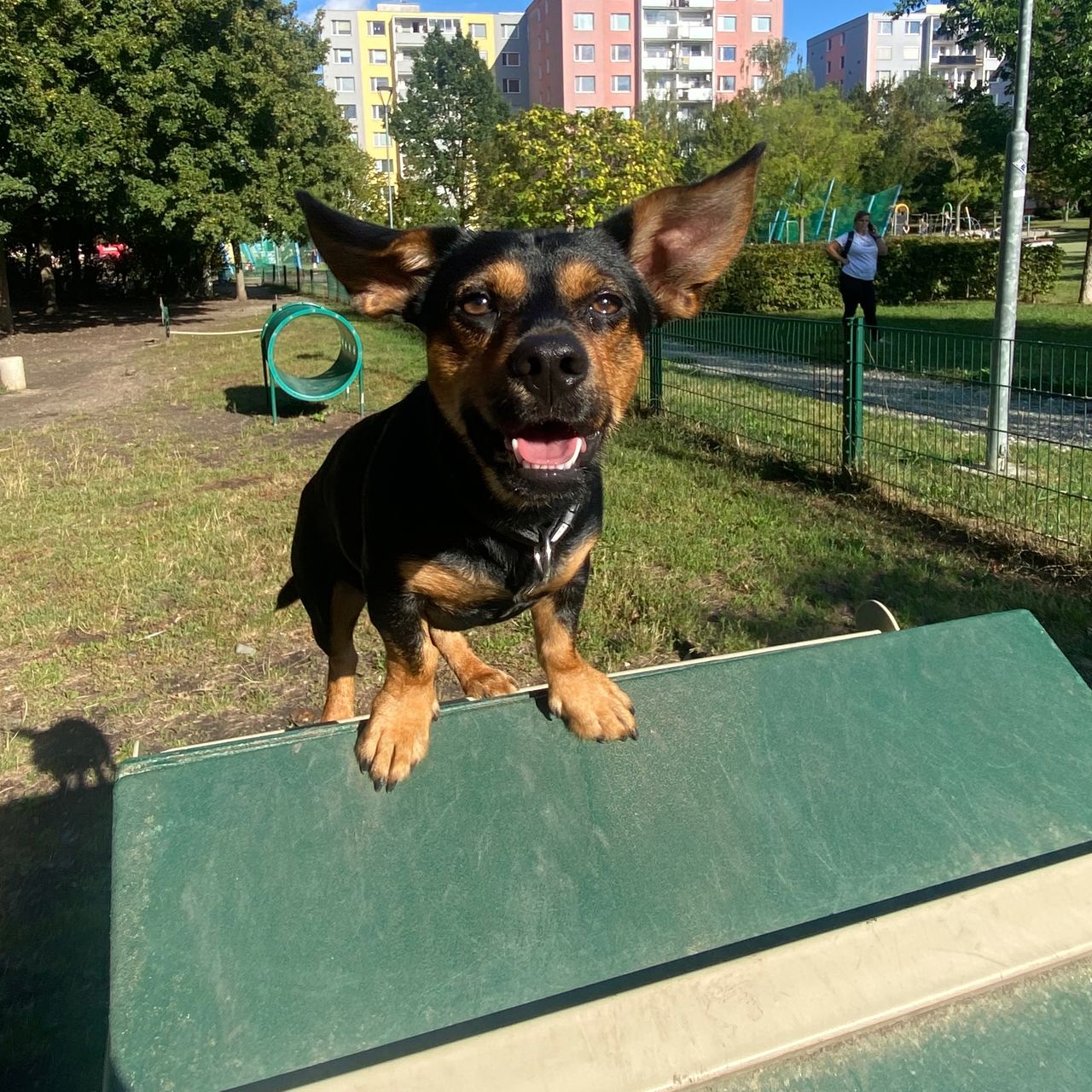 Soutěžní fotografie - Artur,  Jezevčík