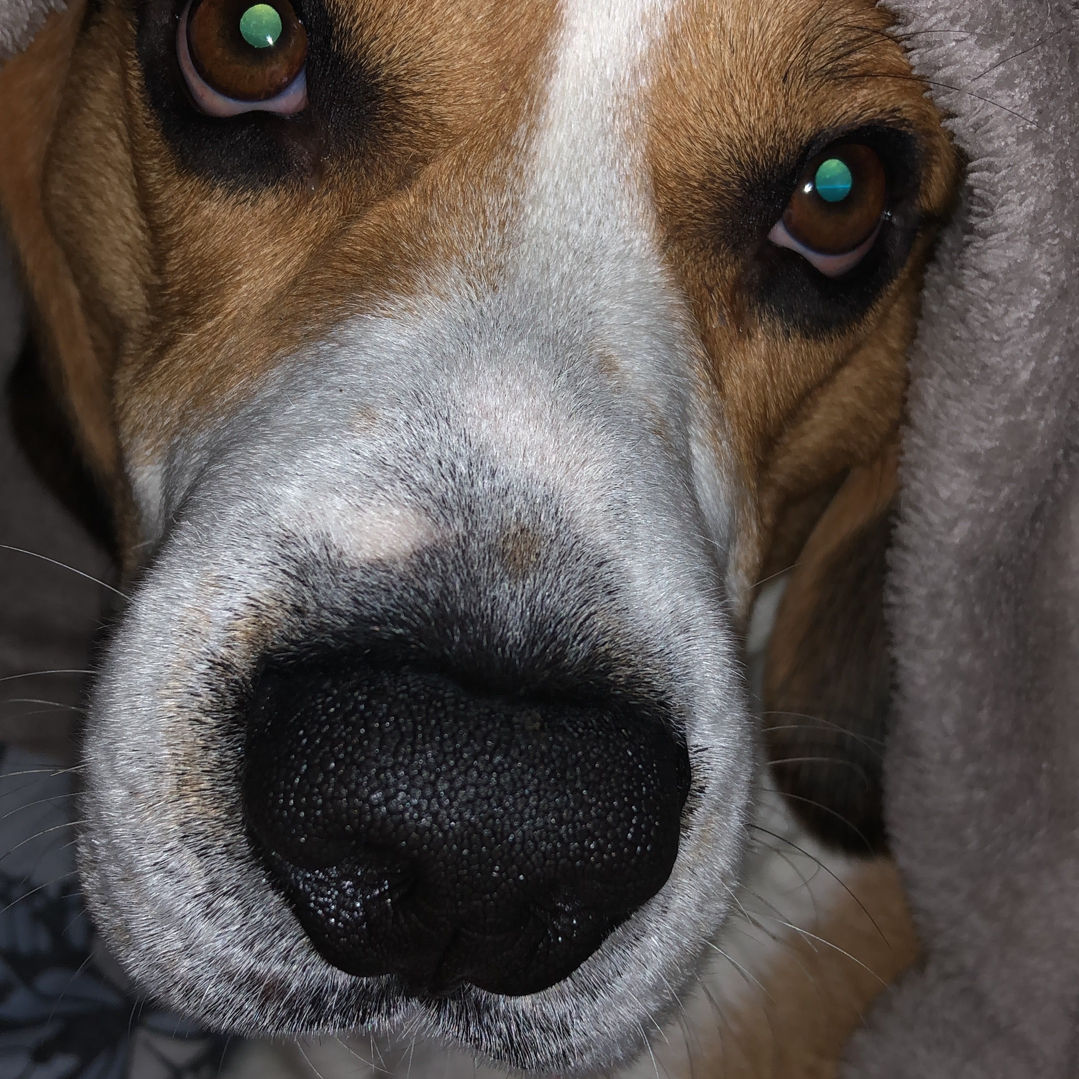 Soutěžní fotografie - Ronnie,  Beagle