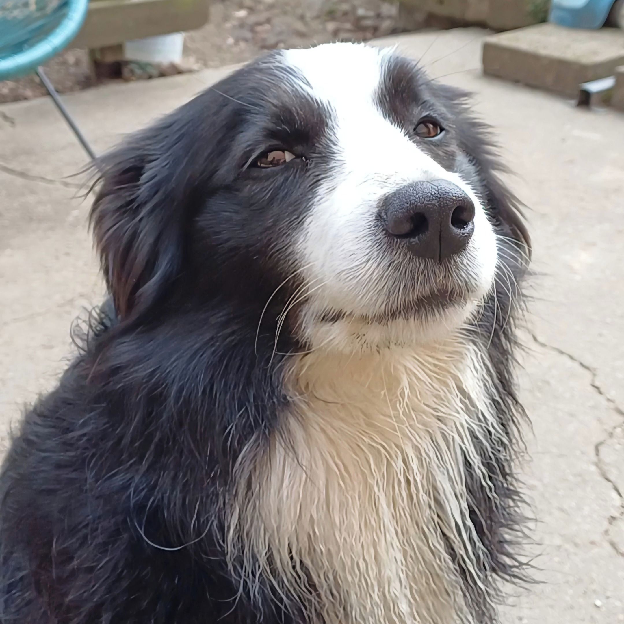 Soutěžní fotografie - Arya,  Border kolie