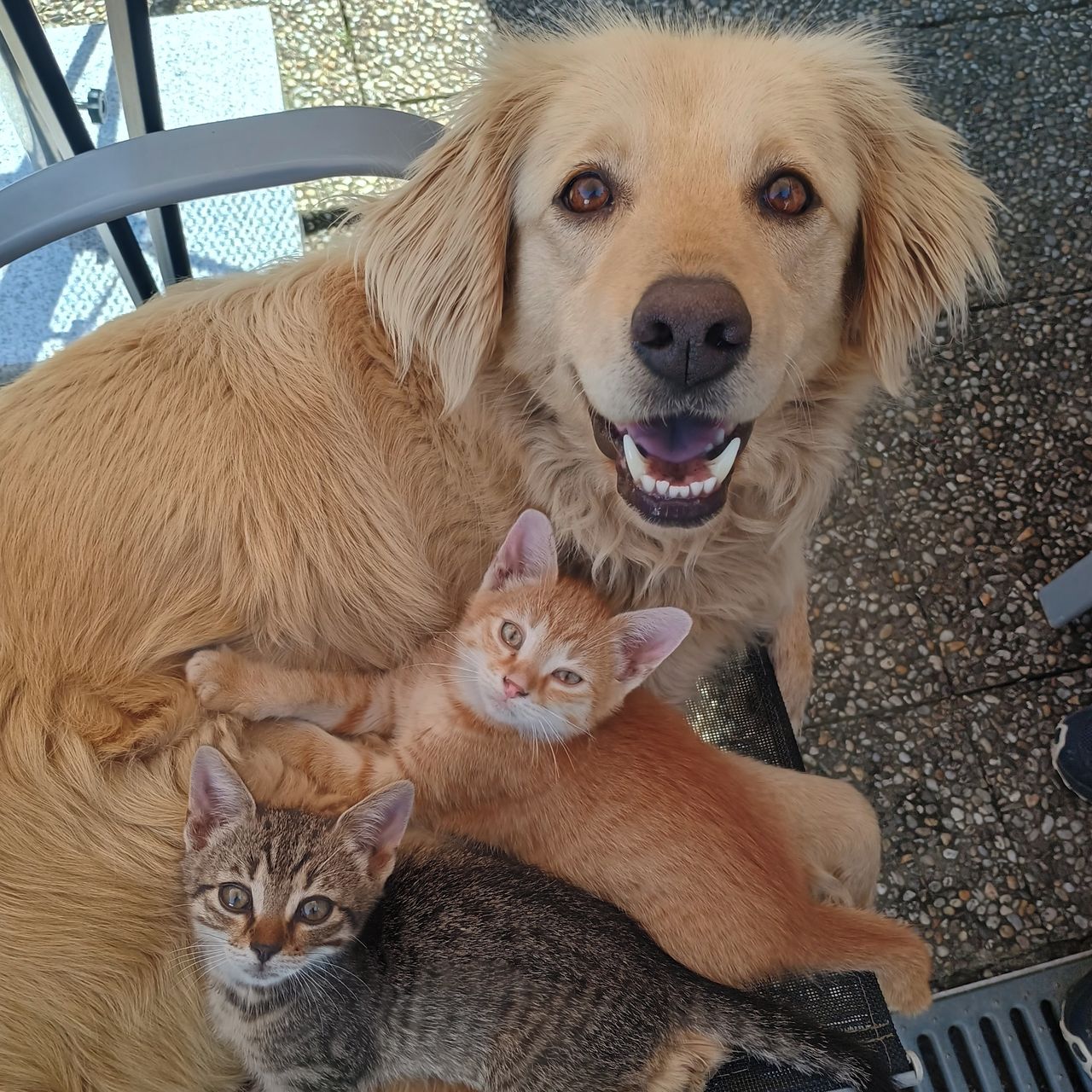 Soutěžní fotografie - Fluffy,  Ostatní