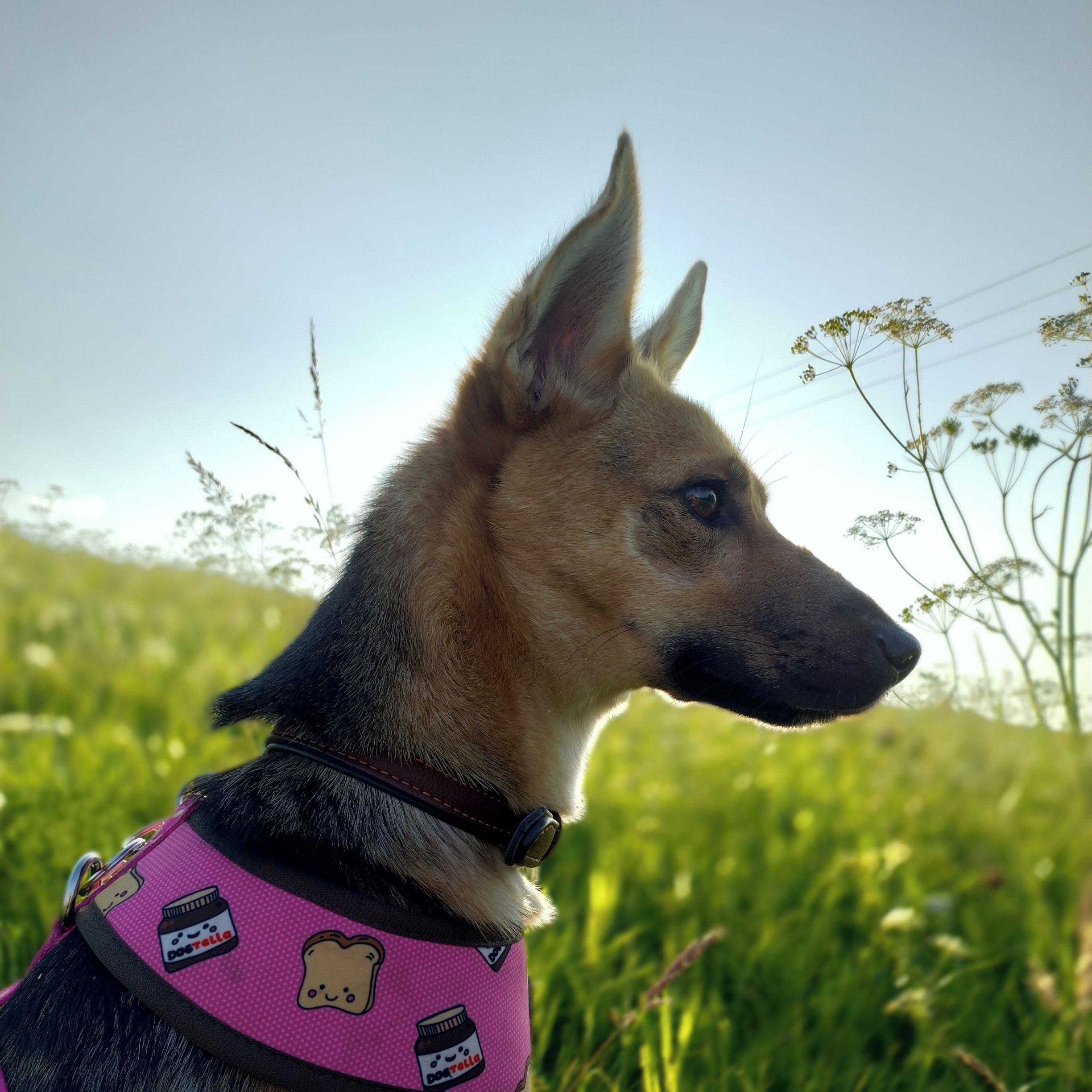 Soutěžní fotografie - Leia,  Ostatní