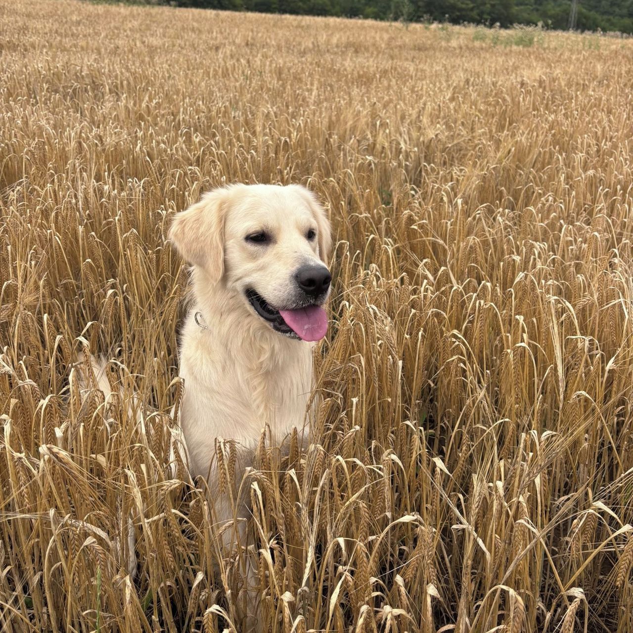 Soutěžní fotografie - Buddy,  Zlatý retriever