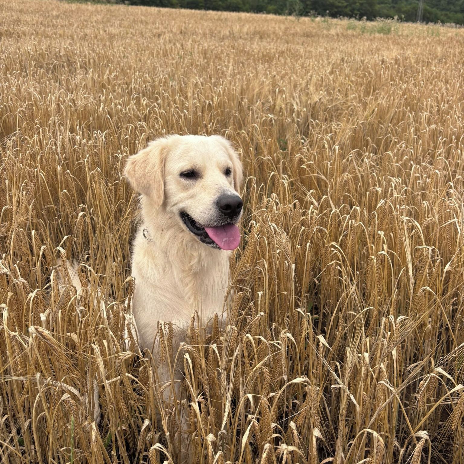 Soutěžní fotografie - Buddy,  Zlatý retriever