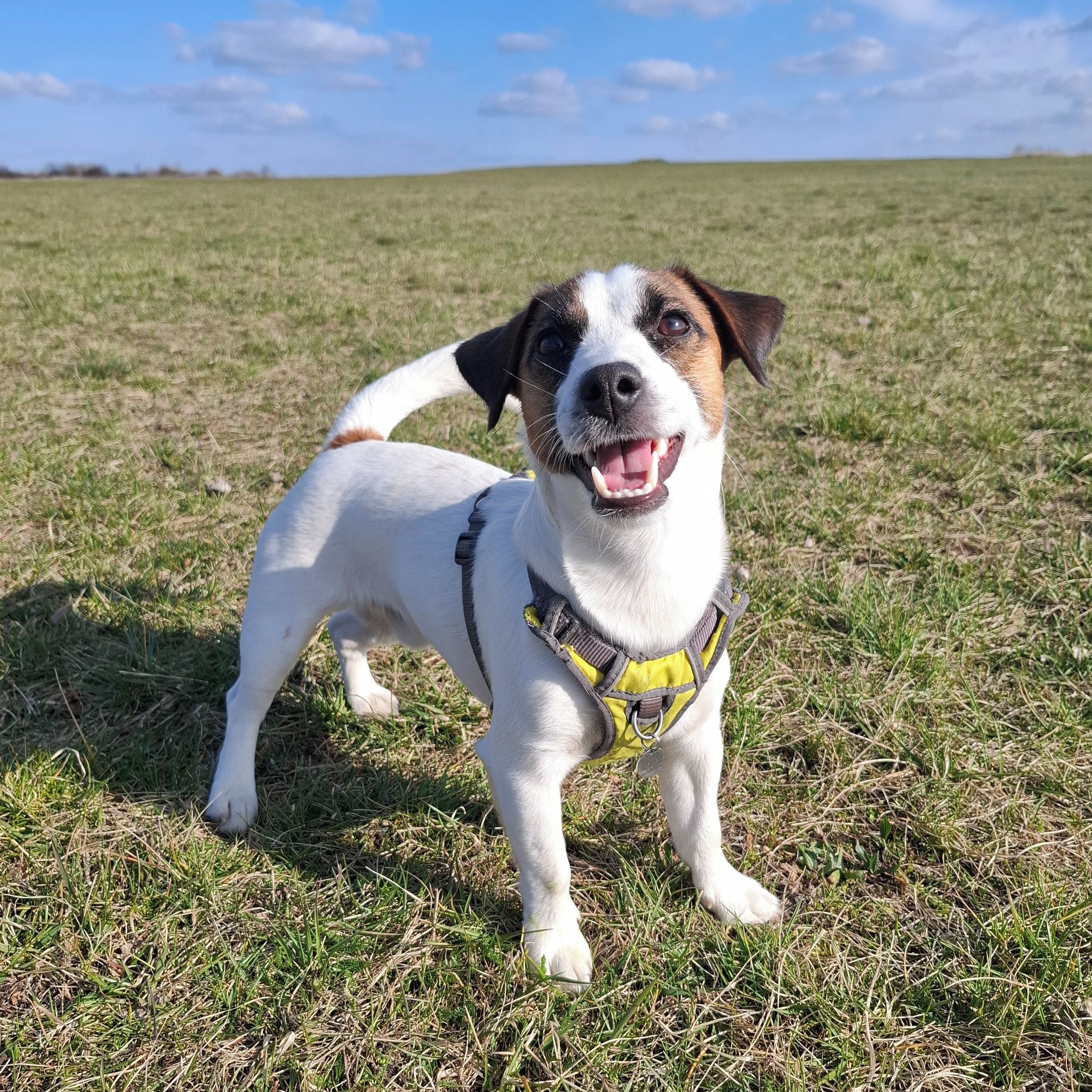 Soutěžní fotografie - Marty,  Jack Russell Teriér