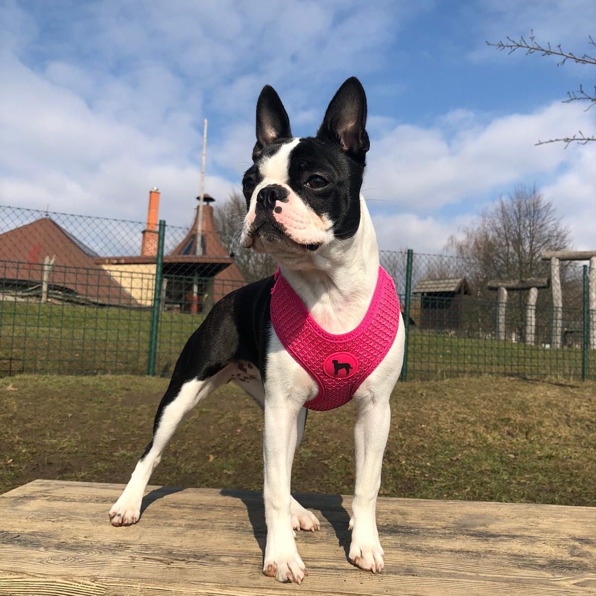 Soutěžní fotografie - Bella,  Bostonský terier