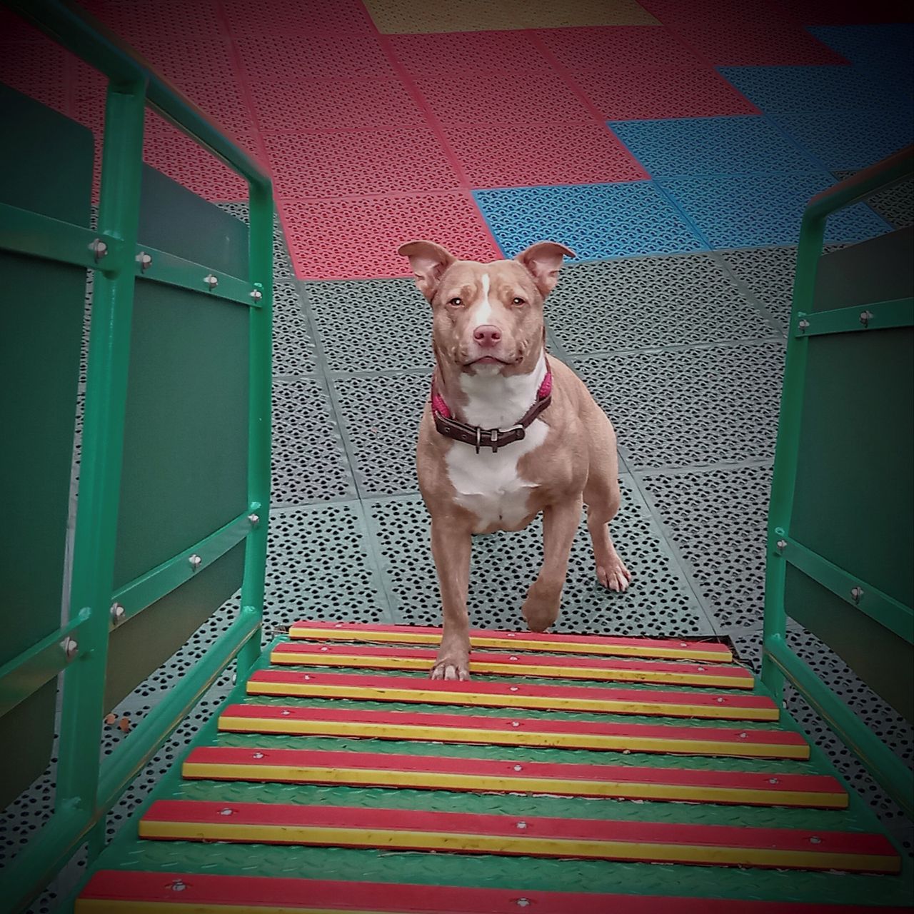 Soutěžní fotografie - Brownie,  Ostatní