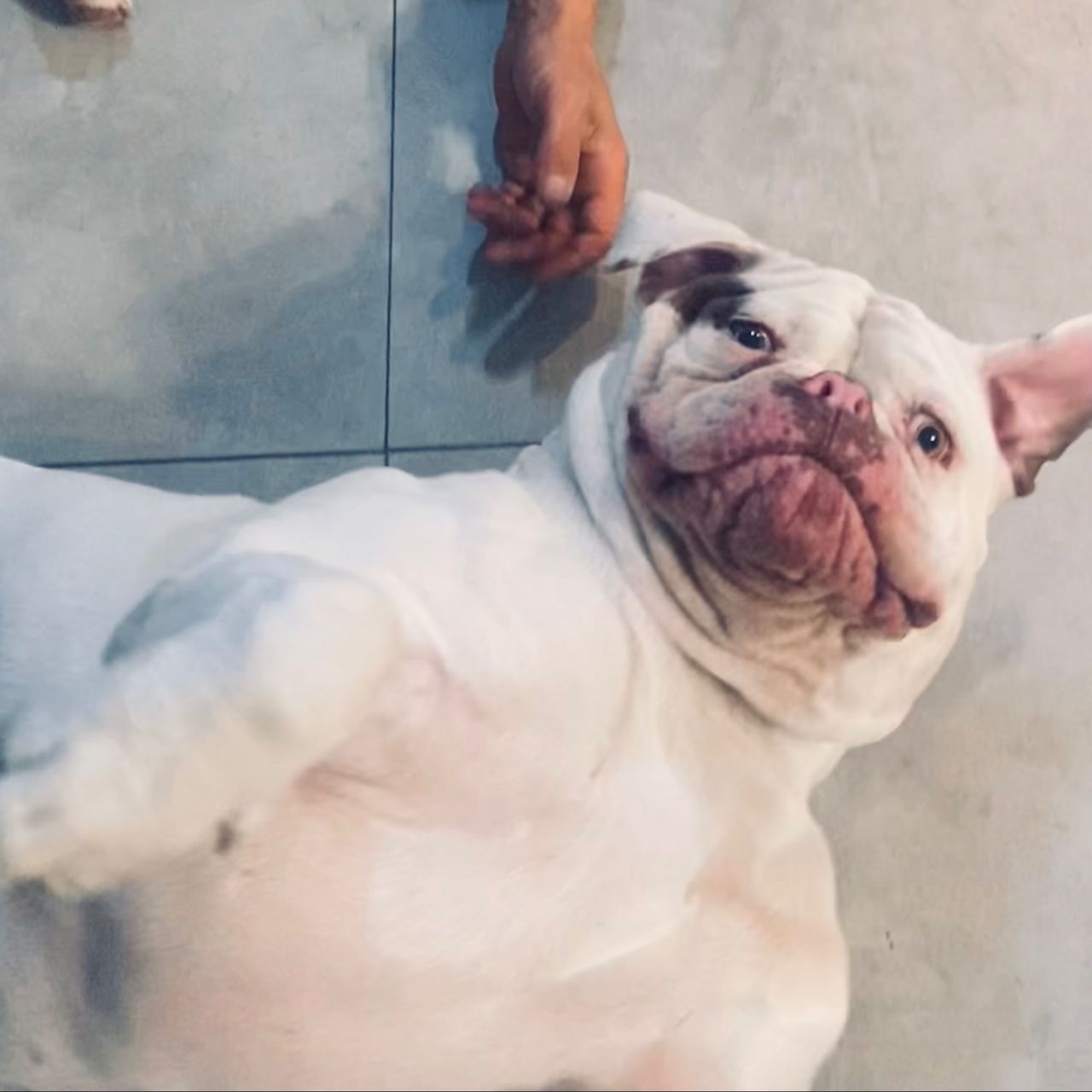 Soutěžní fotografie - Dodge,  Americký buldok