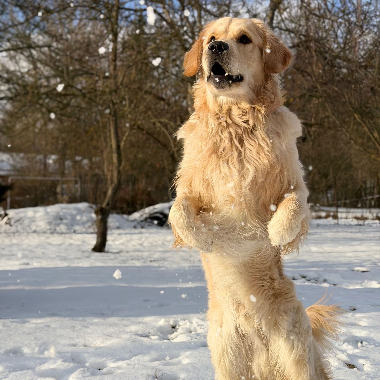 Soutěžní fotografie - Argo,  Zlatý retriever