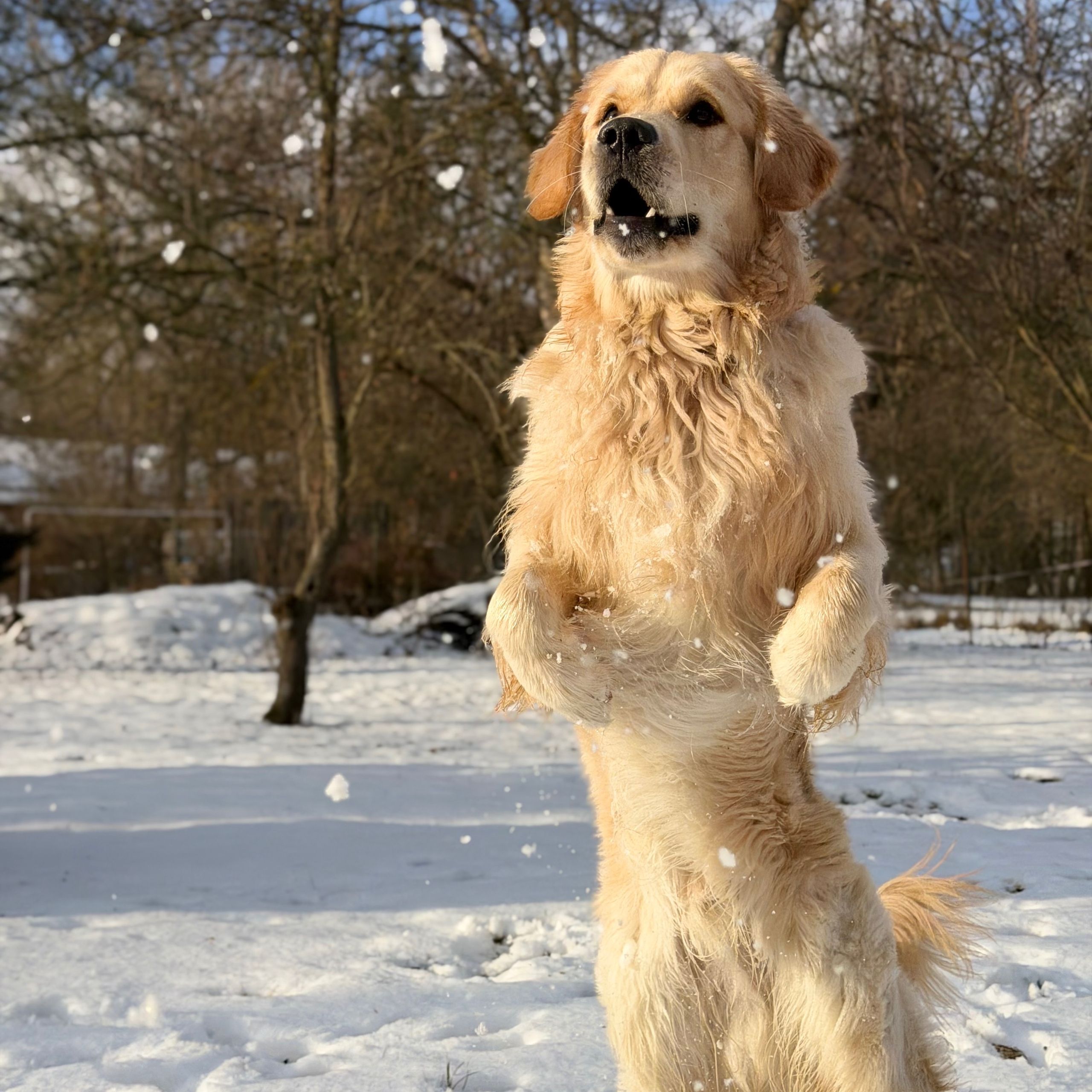 Soutěžní fotografie - Argo,  Zlatý retriever
