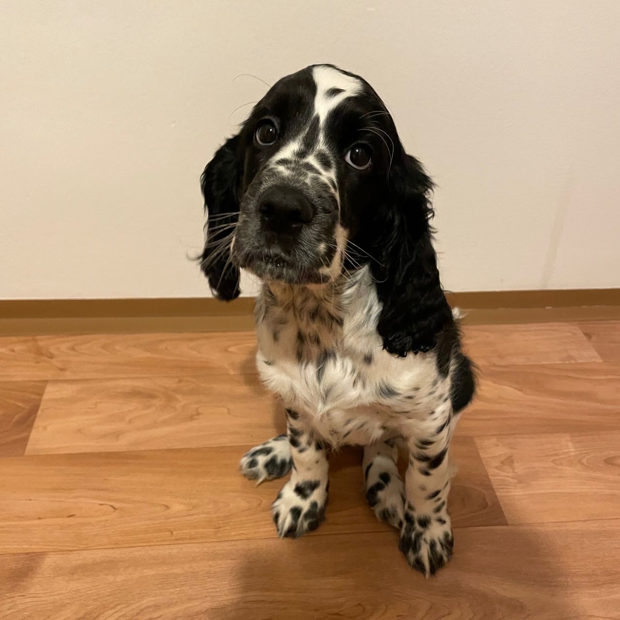 Soutěžní fotografie - Annie,  Anglický špringr španěl