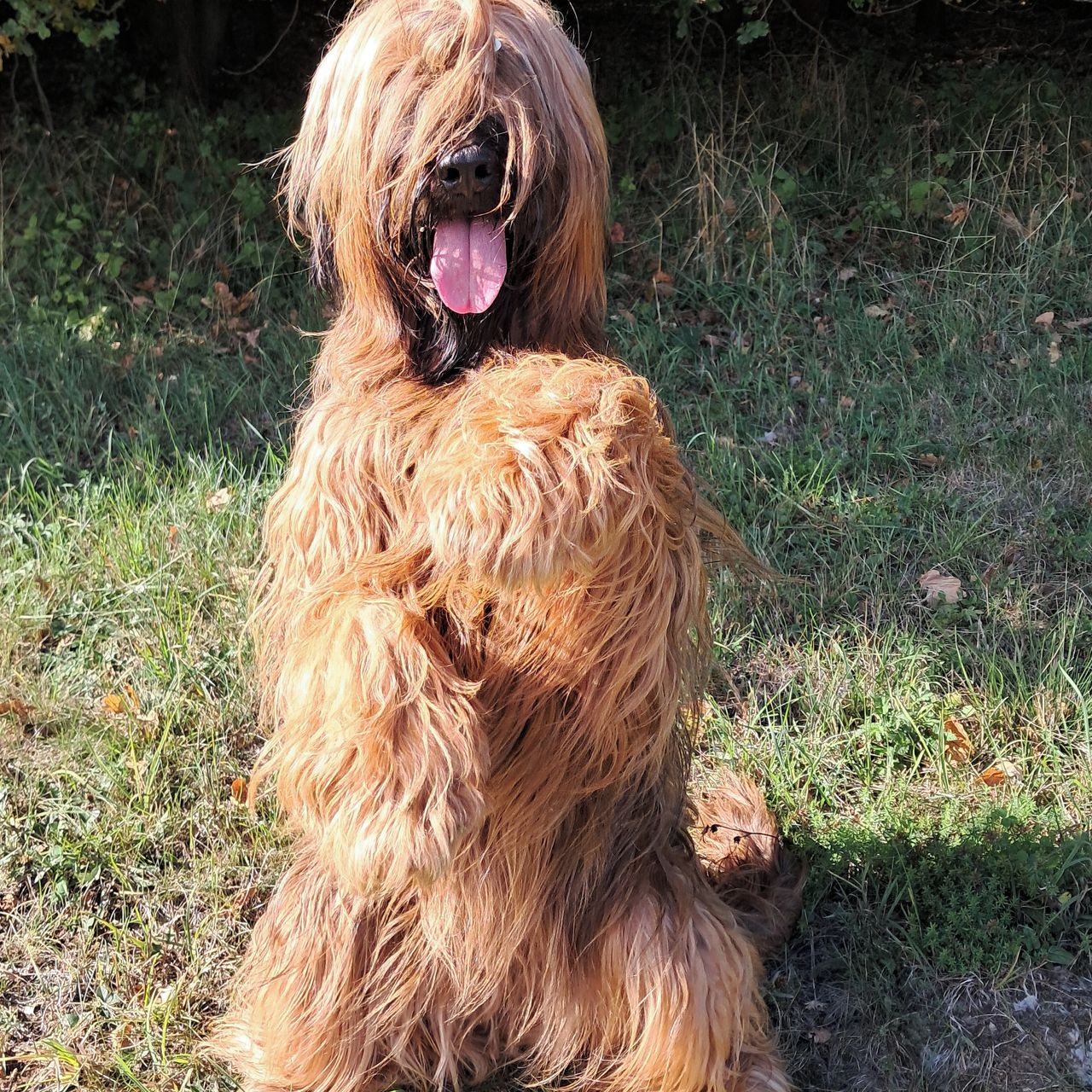 Soutěžní fotografie - Vicki,  Briard