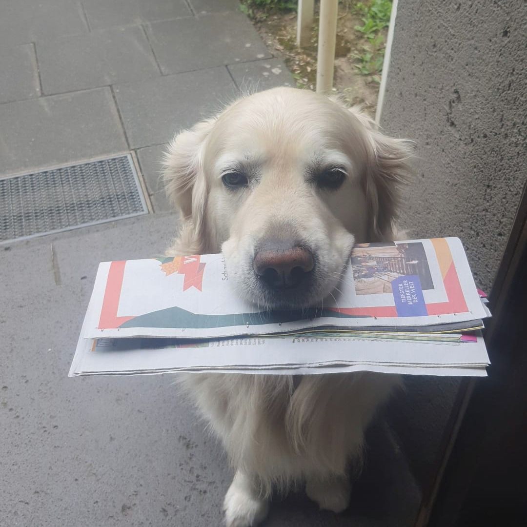 Soutěžní fotografie - APOLLO,  Zlatý retriever