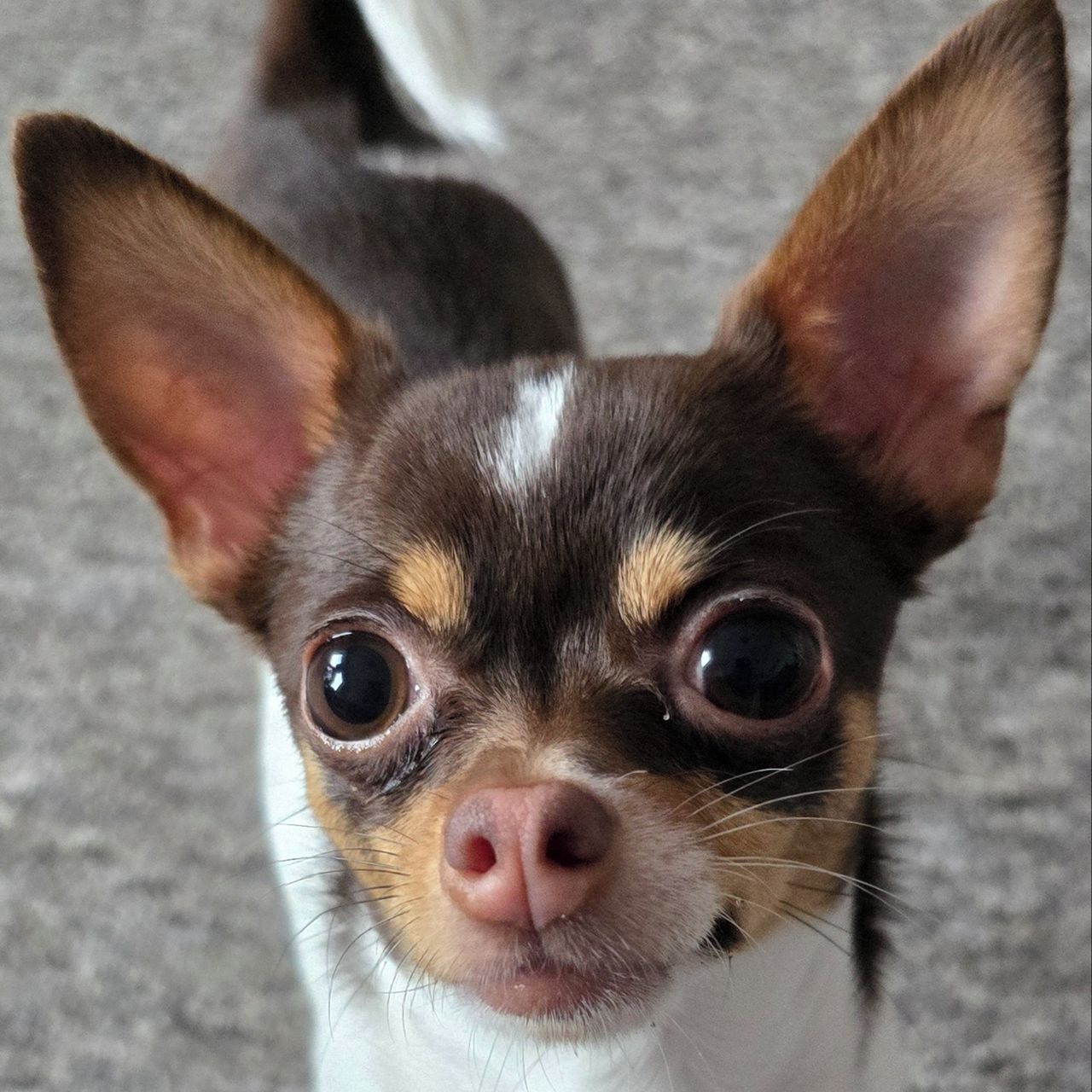 Soutěžní fotografie - Terezka,  Čivava