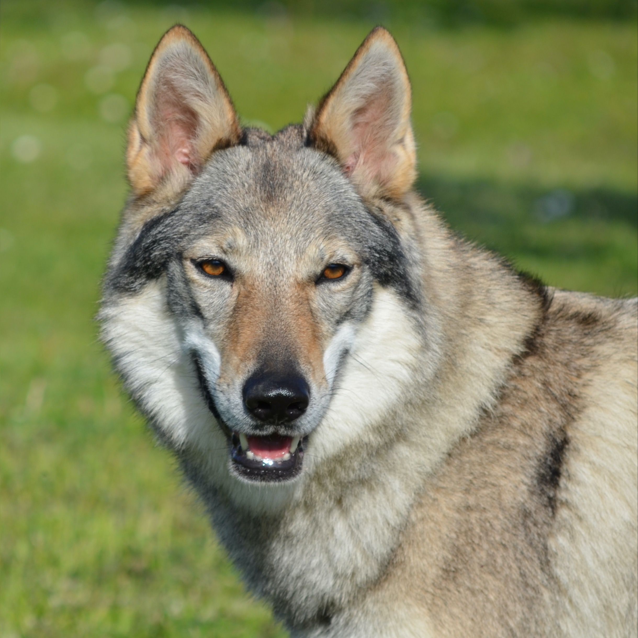 Soutěžní fotografie - Mína,  Československý vlčák