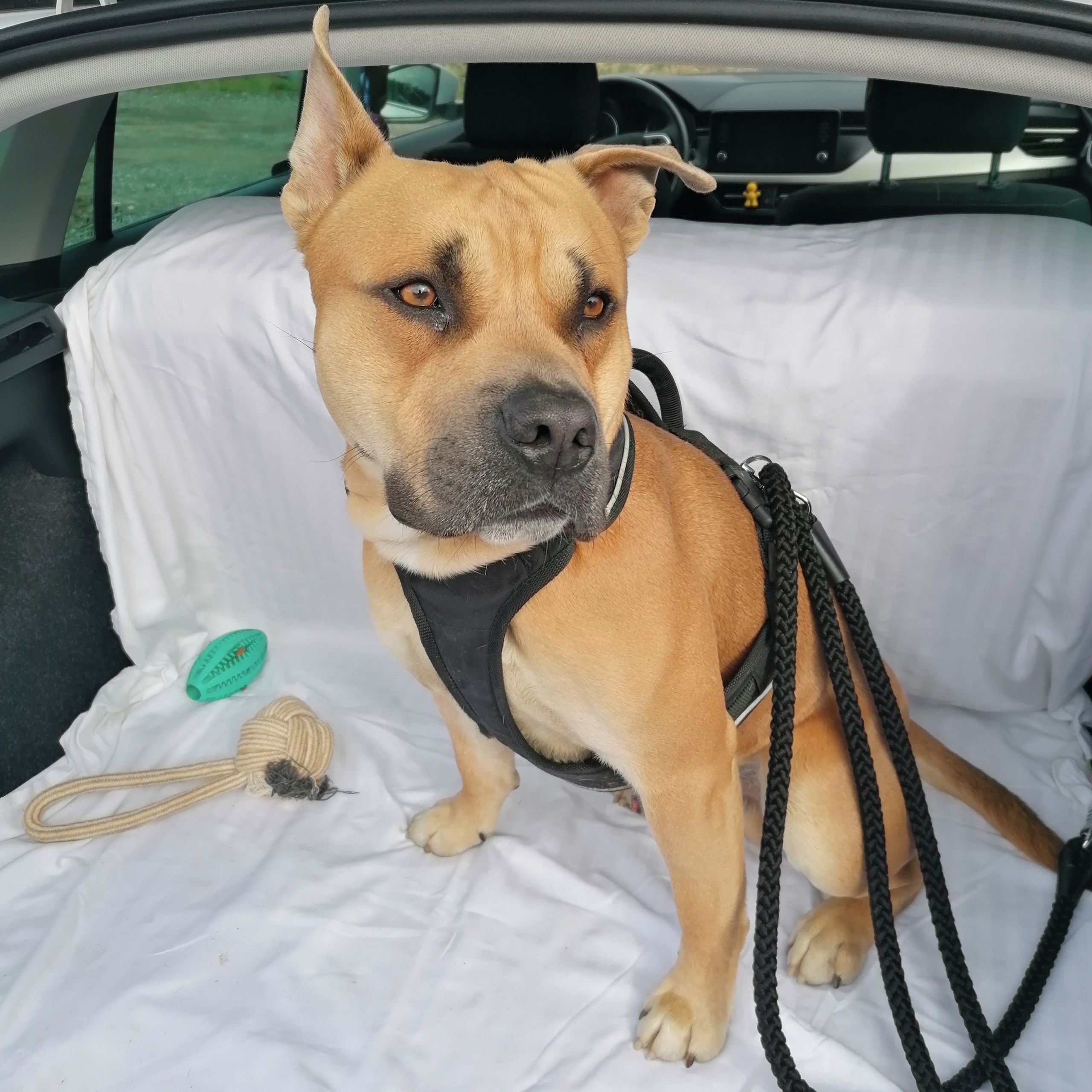 Soutěžní fotografie - Bred,  Americký stafordširský terier