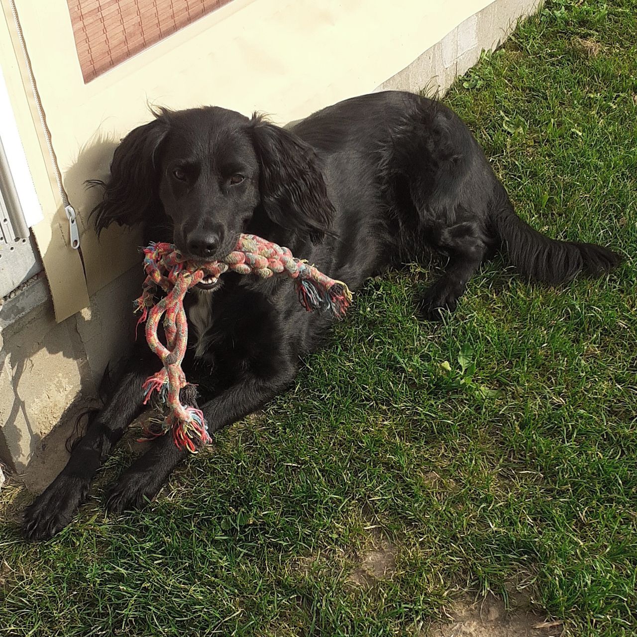 Soutěžní fotografie - Amy,  Německý křepelák