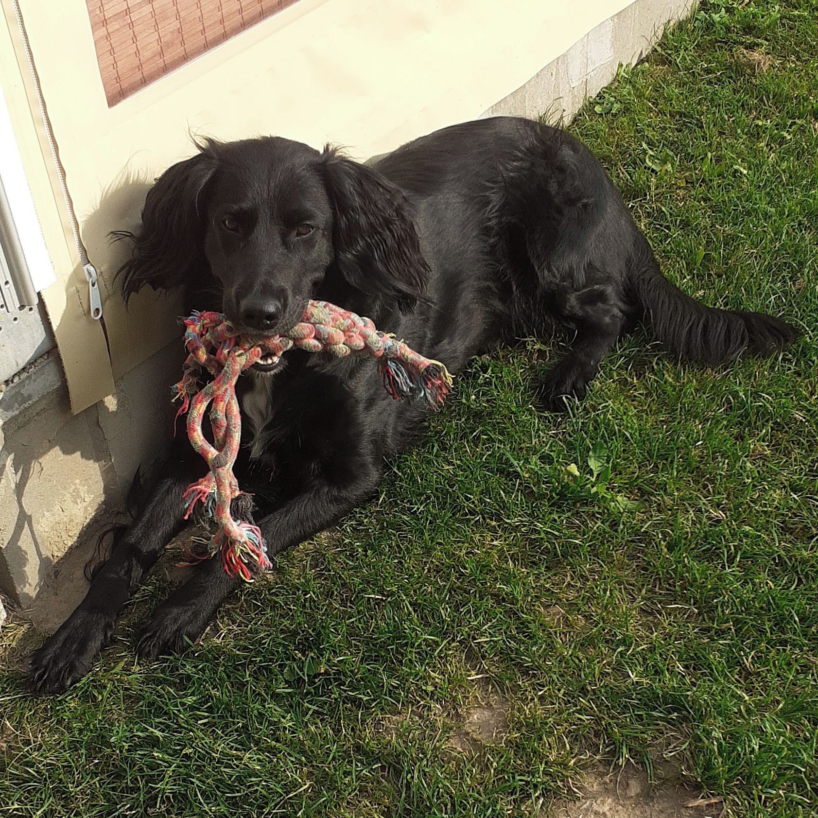 Soutěžní fotografie - Amy,  Německý křepelák