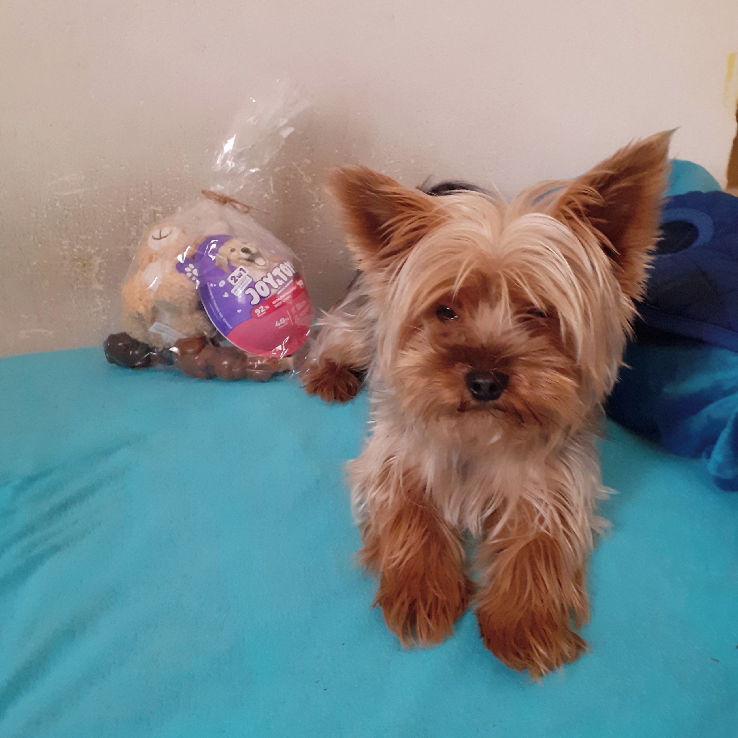 Soutěžní fotografie - Čertík,  Yorkšírský terier