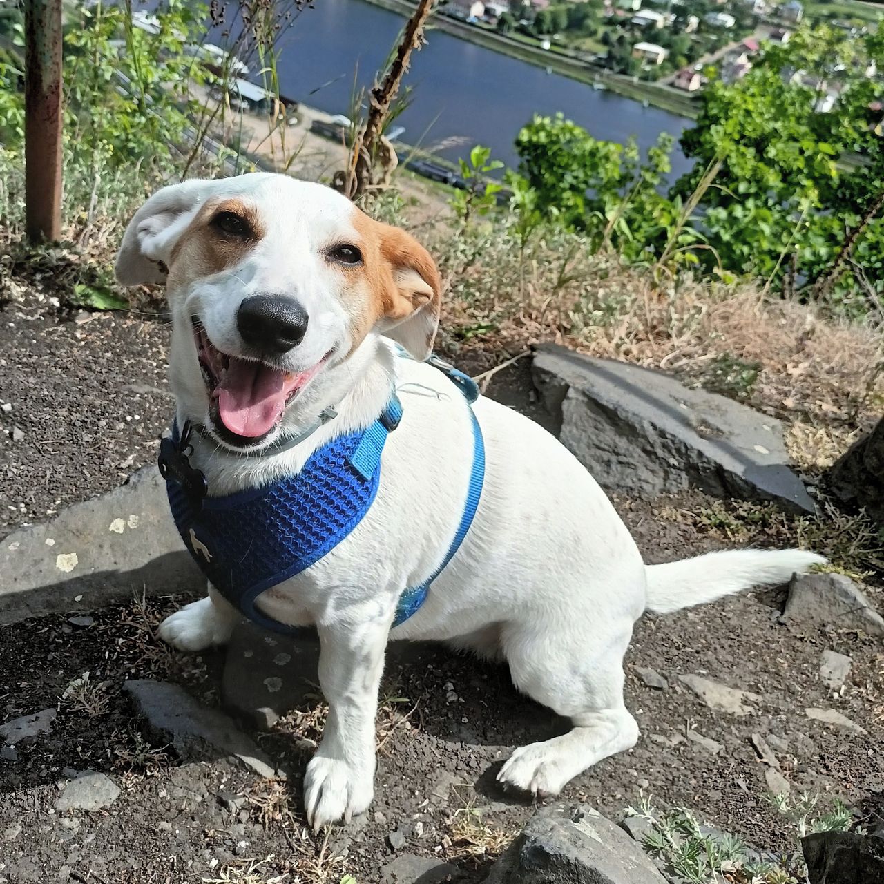 Soutěžní fotografie - Lili,  Jack Russell Teriér