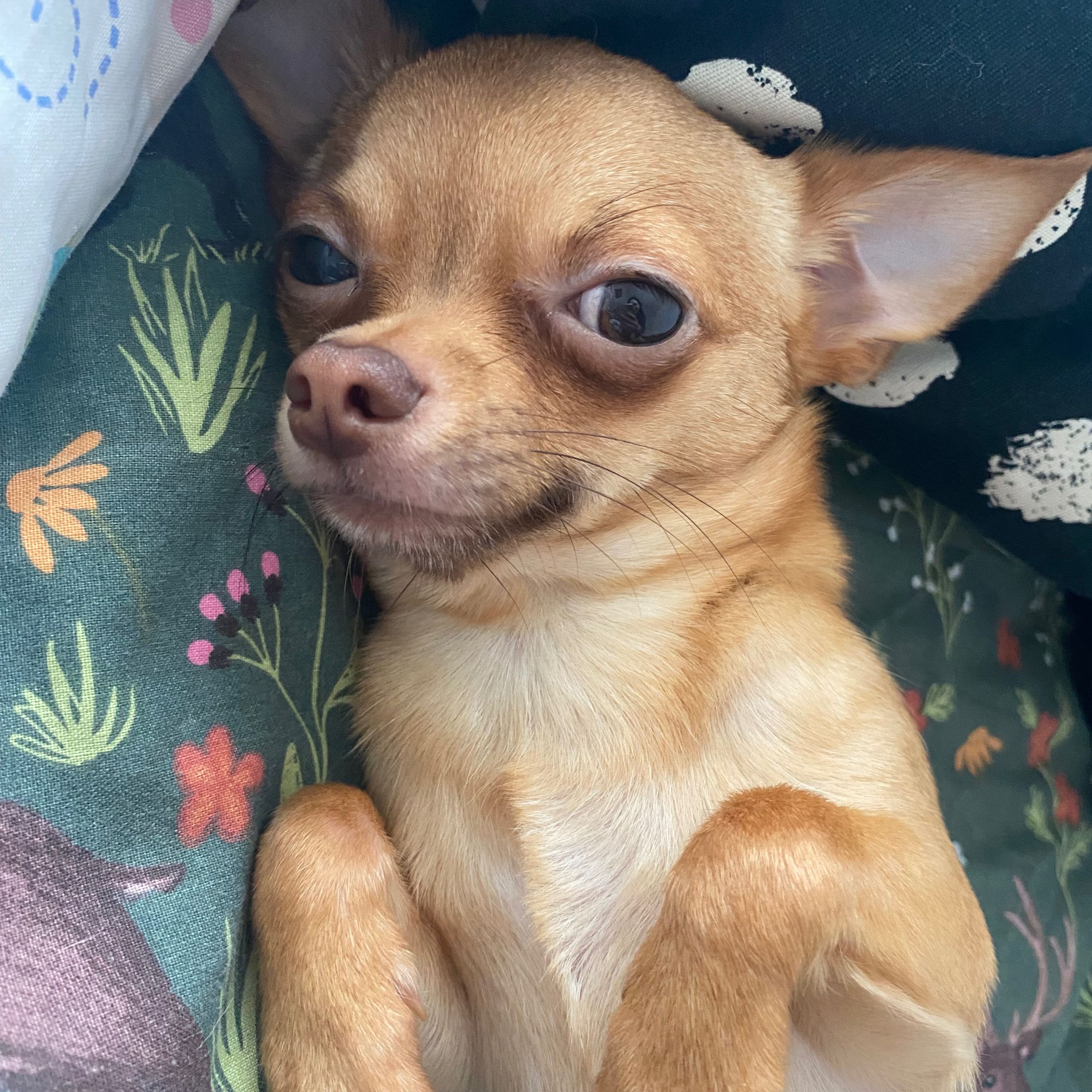 Soutěžní fotografie - Apollo,  Čivava krátkosrstá