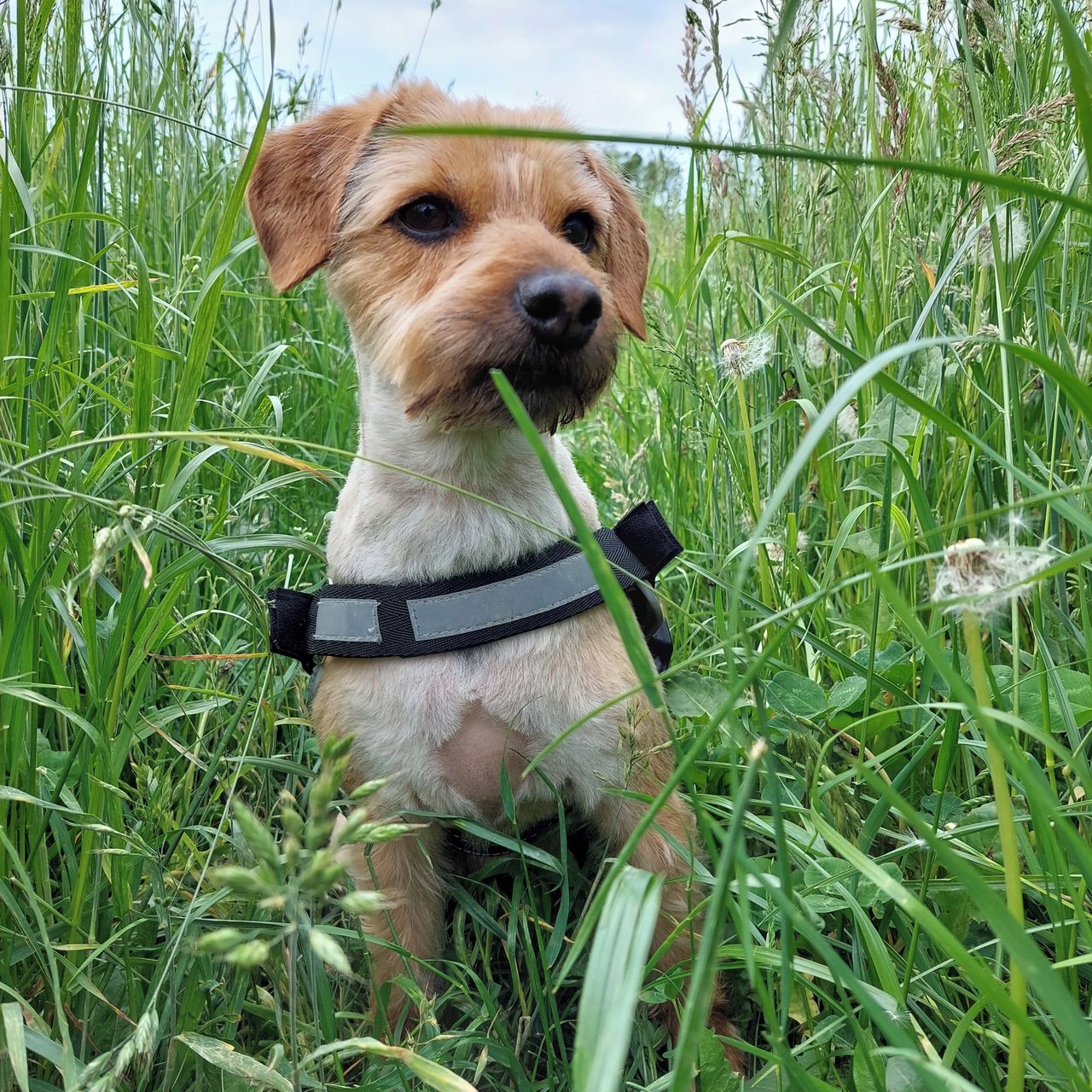 Soutěžní fotografie - Mája,  Ostatní