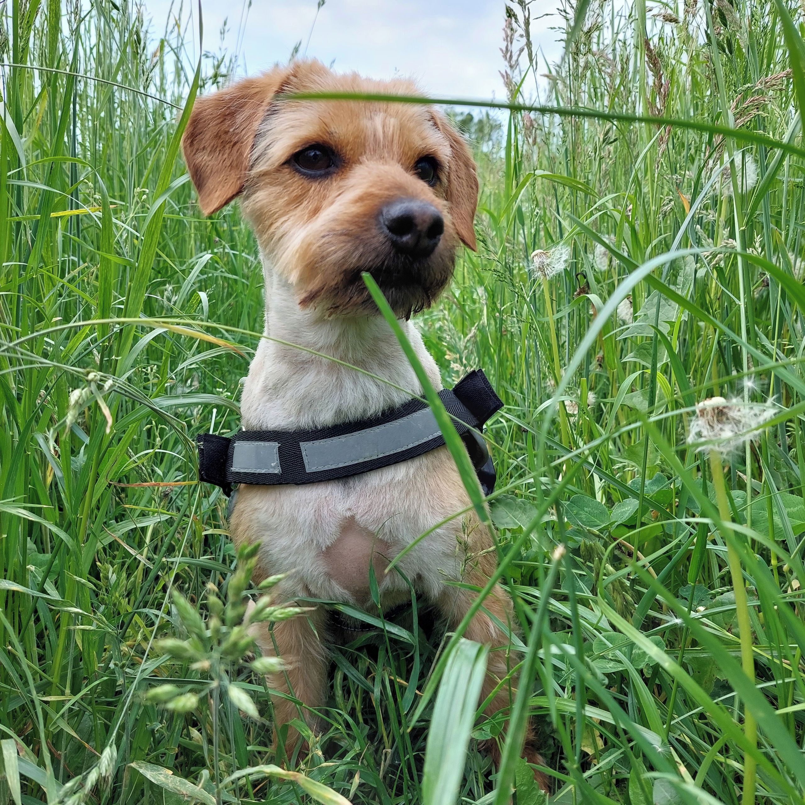 Soutěžní fotografie - Mája,  Ostatní