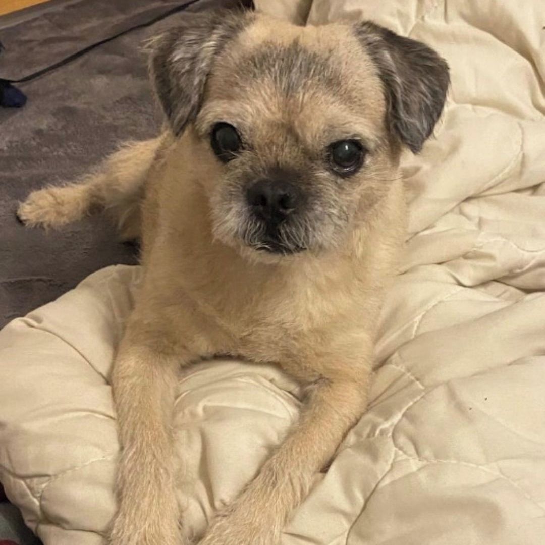 Soutěžní fotografie - Kroky,  Border terier