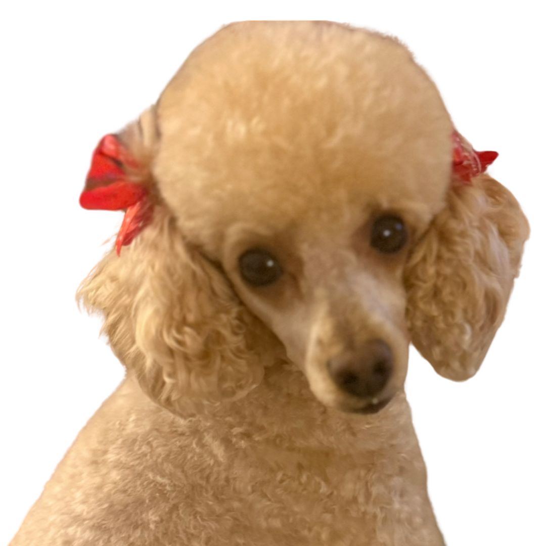 Soutěžní fotografie - Agáta,  Pudl