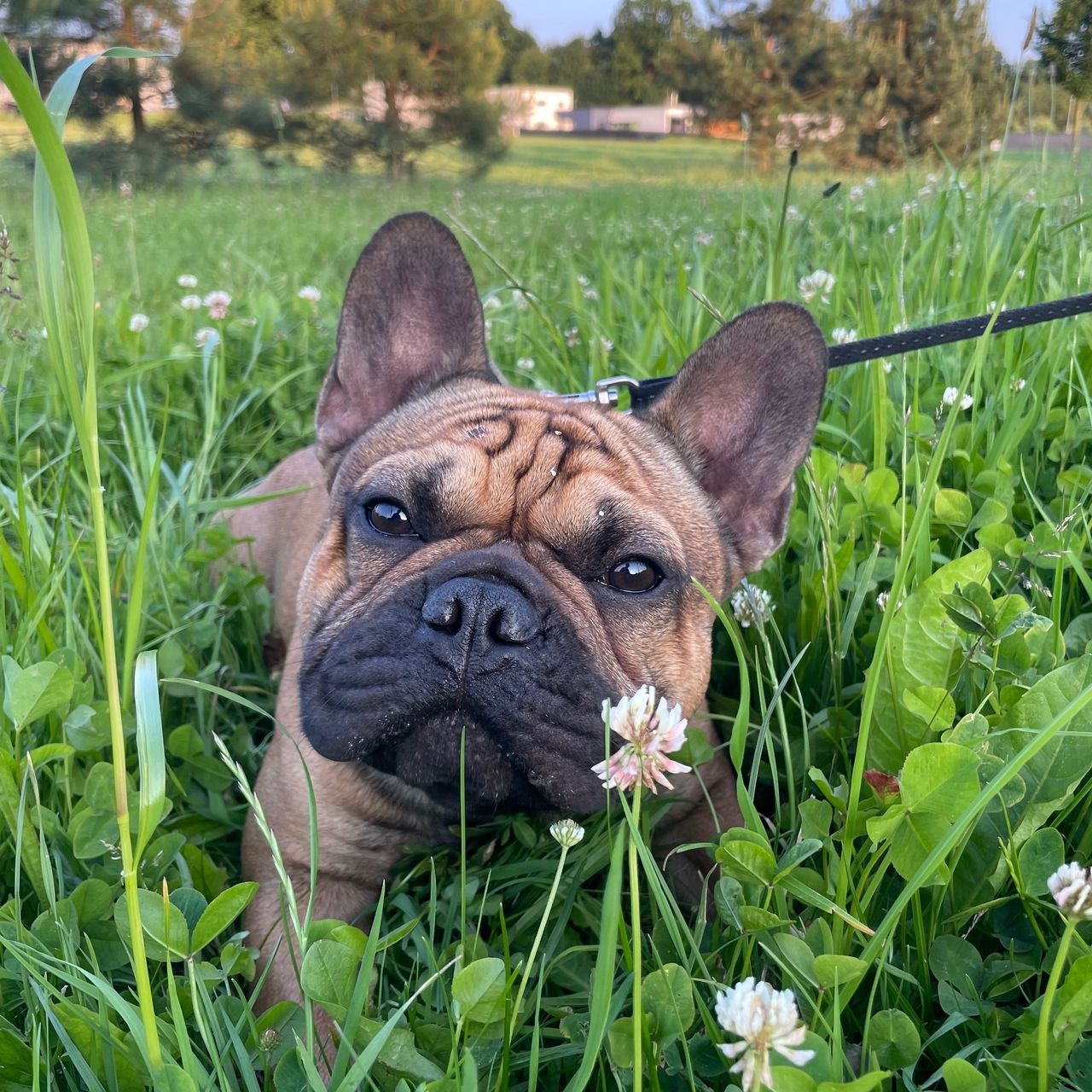 Soutěžní fotografie - Jimmy G,  Francouzský buldoček