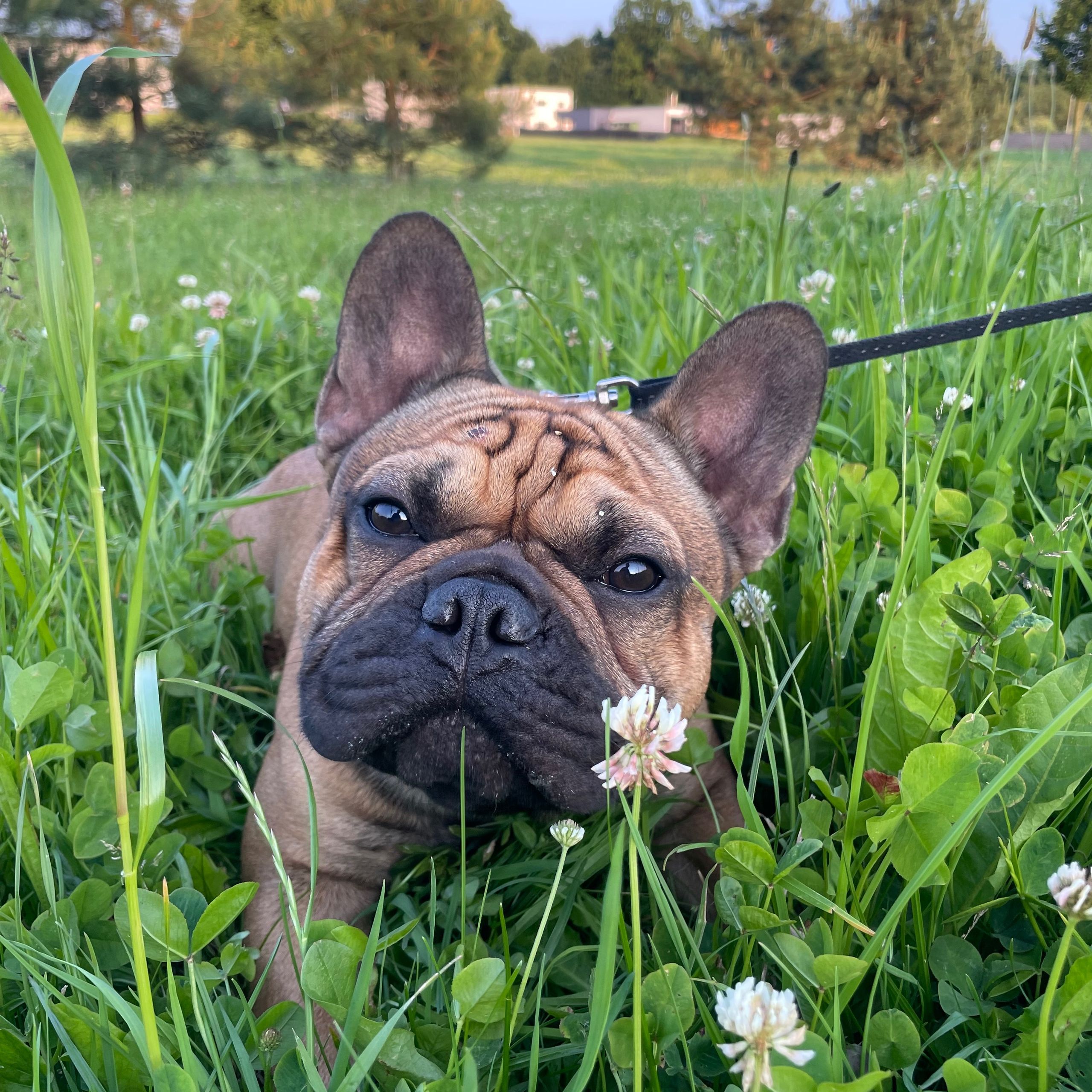 Soutěžní fotografie - Jimmy G,  Francouzský buldoček