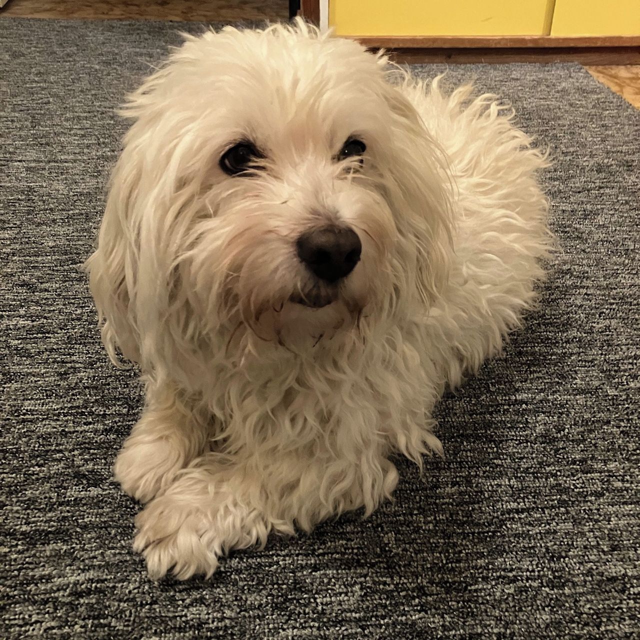 Soutěžní fotografie - Belmondo,  Havanský psík