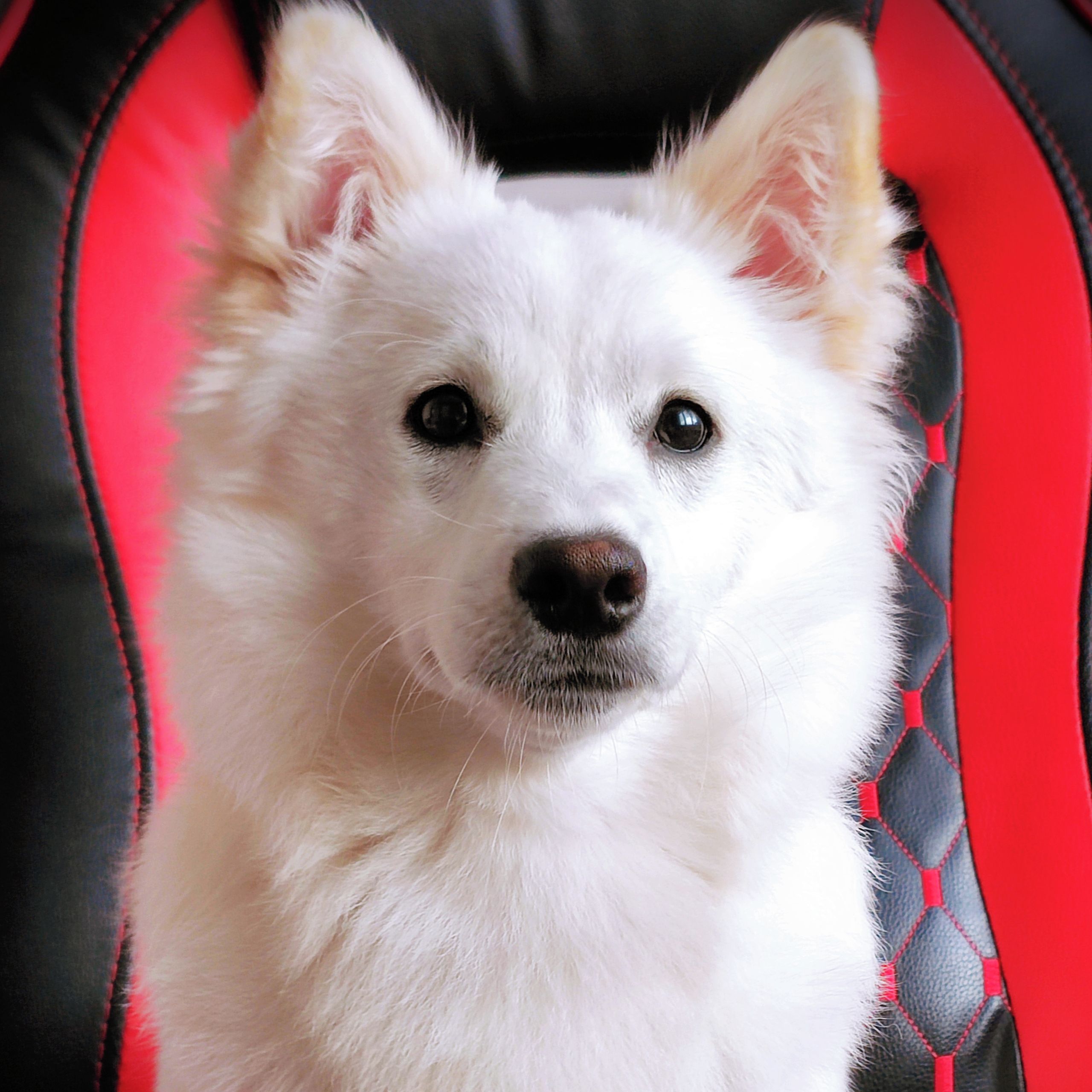 Soutěžní fotografie - LEX,  Německý špic střední