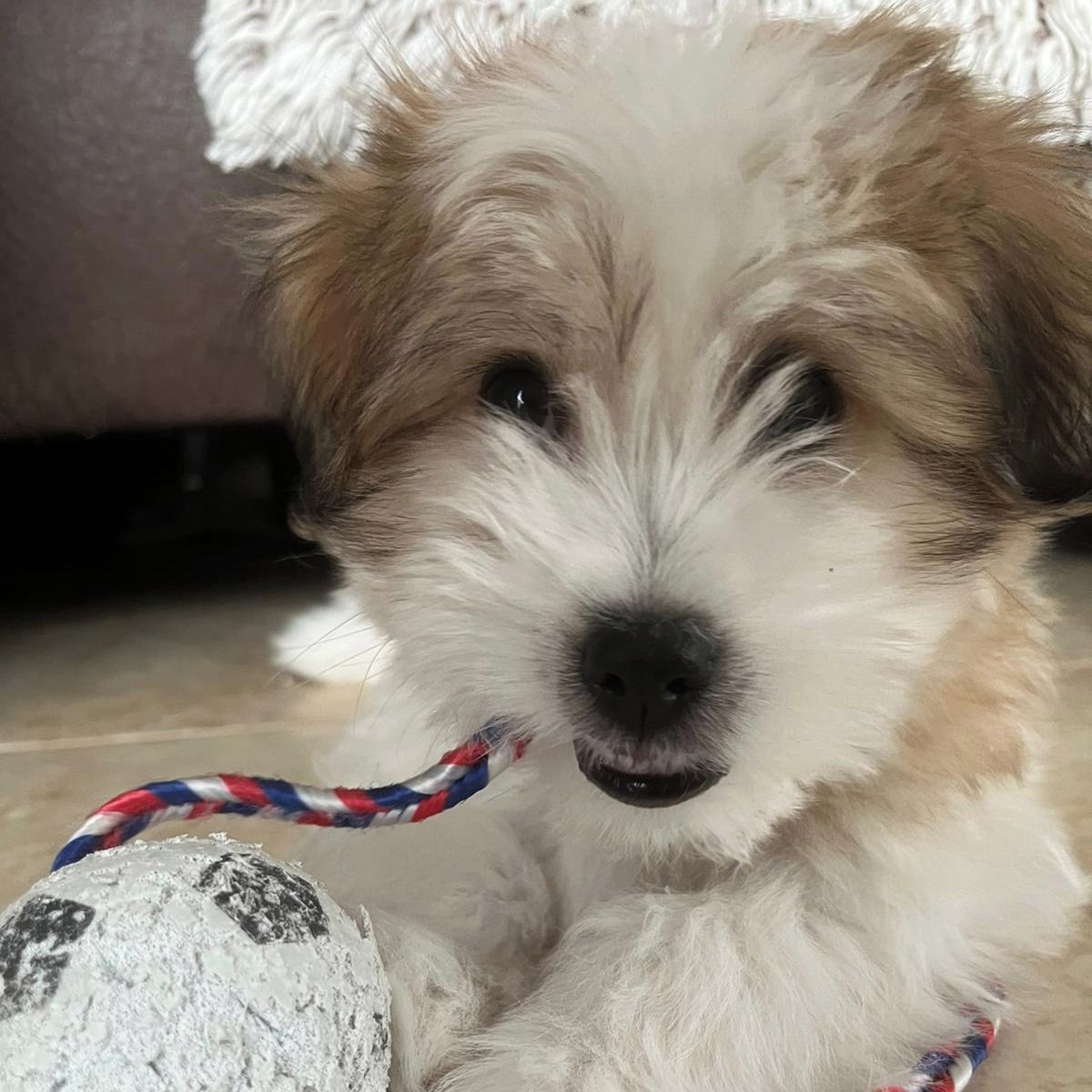 Soutěžní fotografie - Ferda,  Coton de Tuléar