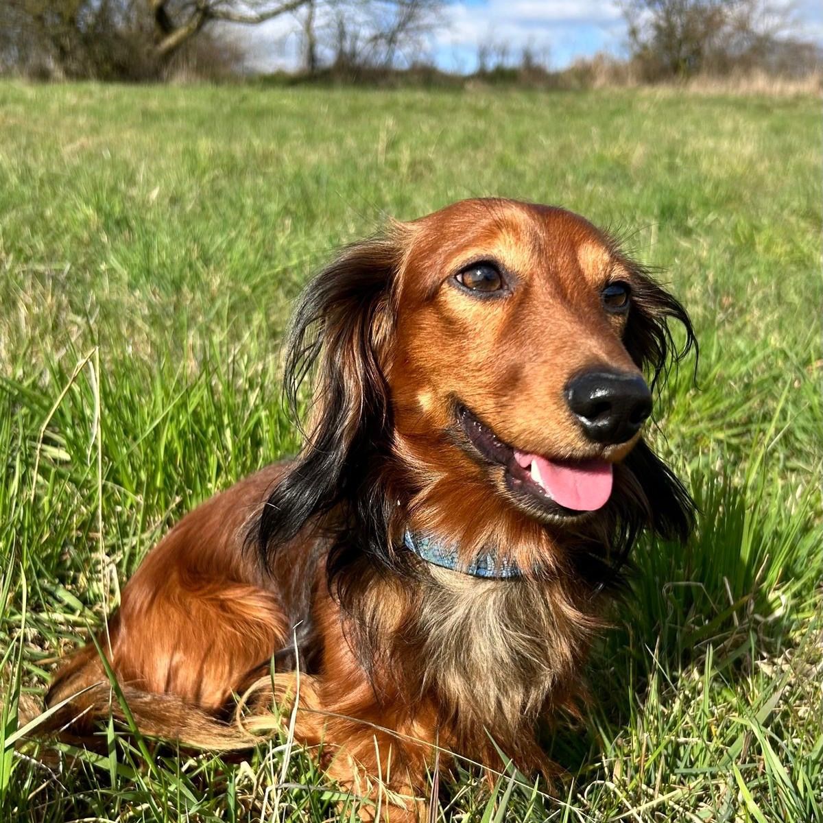 Soutěžní fotografie - Bastien Canem Venandi,  Jezevčík